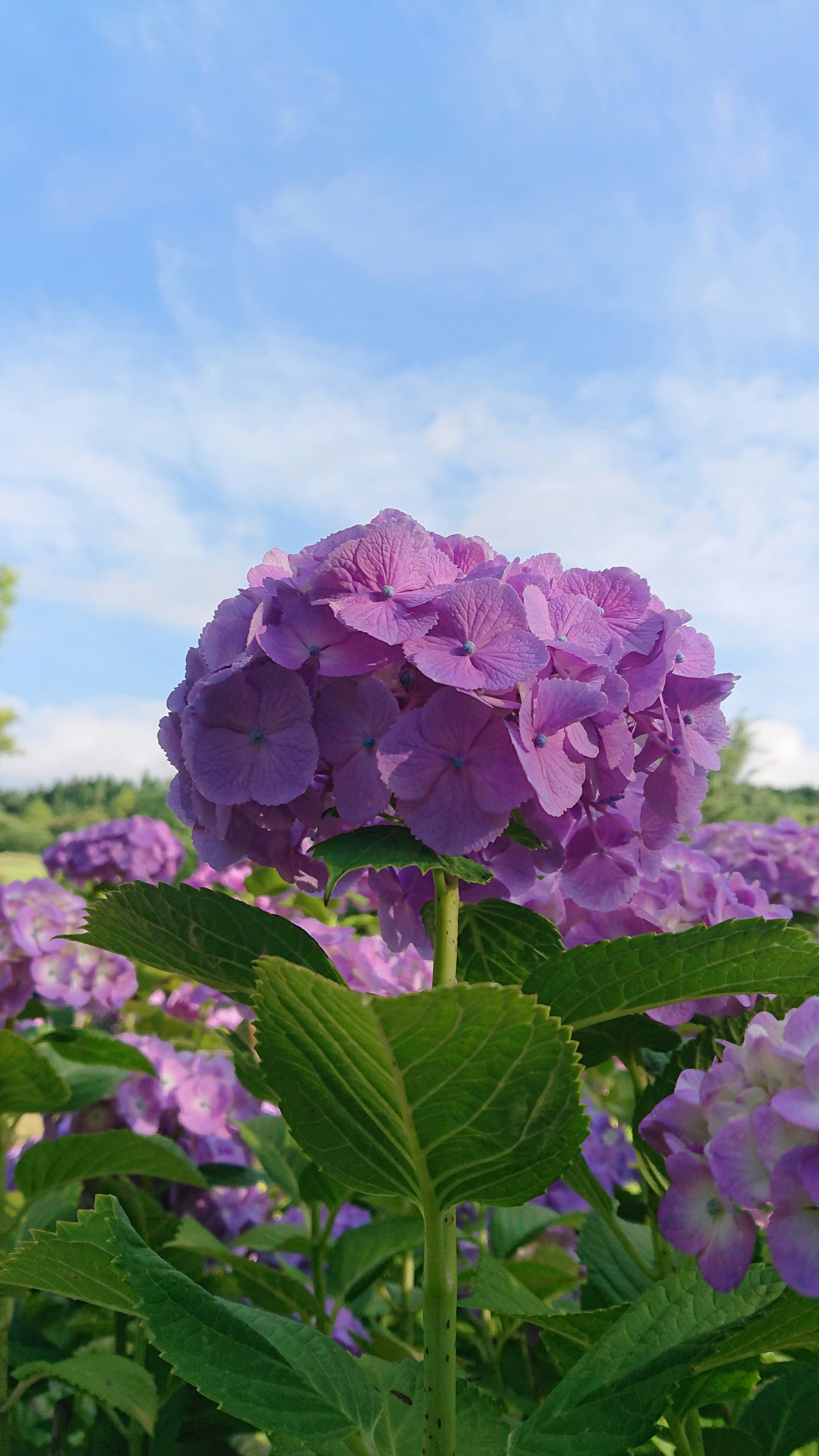 Bunga hydrangea ungu mekar di bawah langit biru