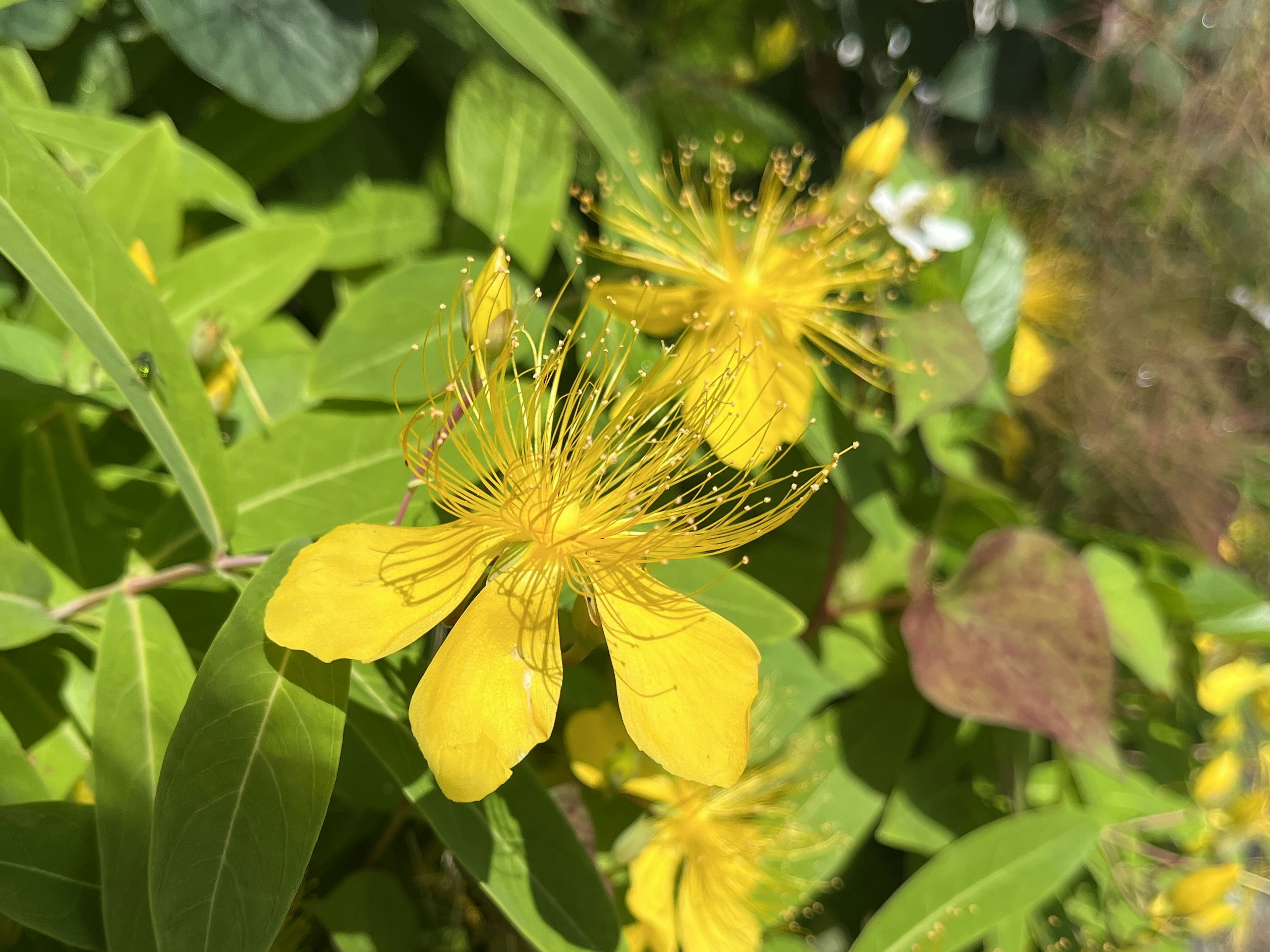 Primo piano di una pianta con fiori gialli vivaci e foglie verdi