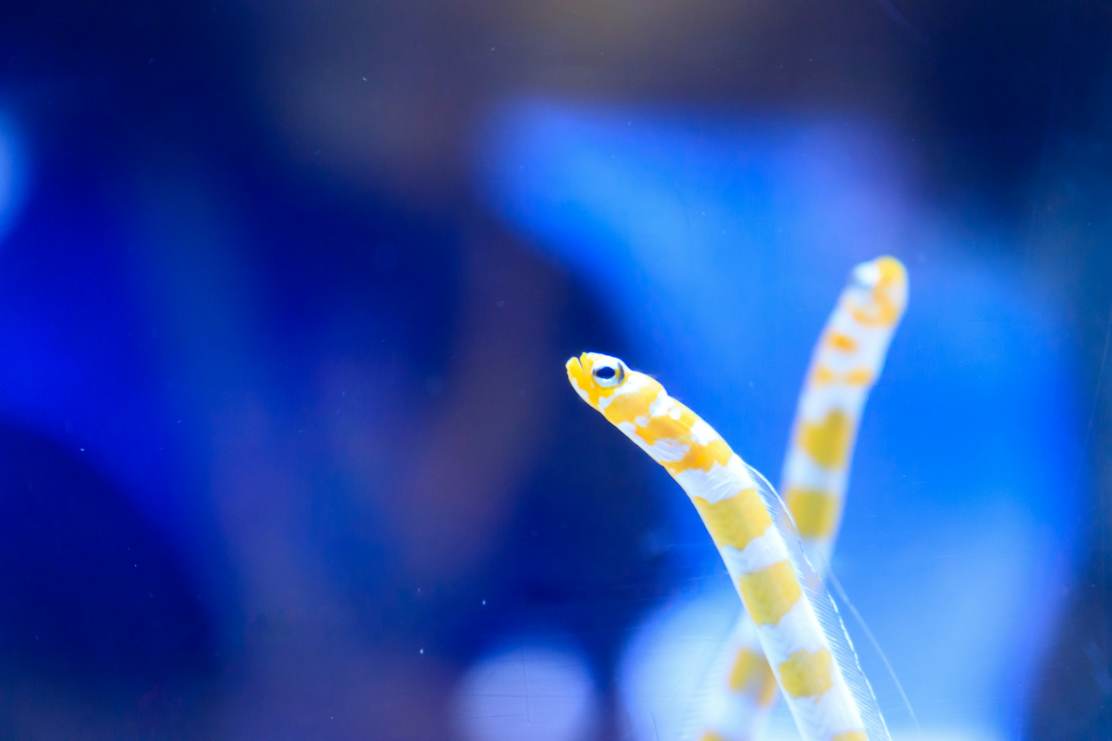 Two yellow and white striped fish emerging in blue water