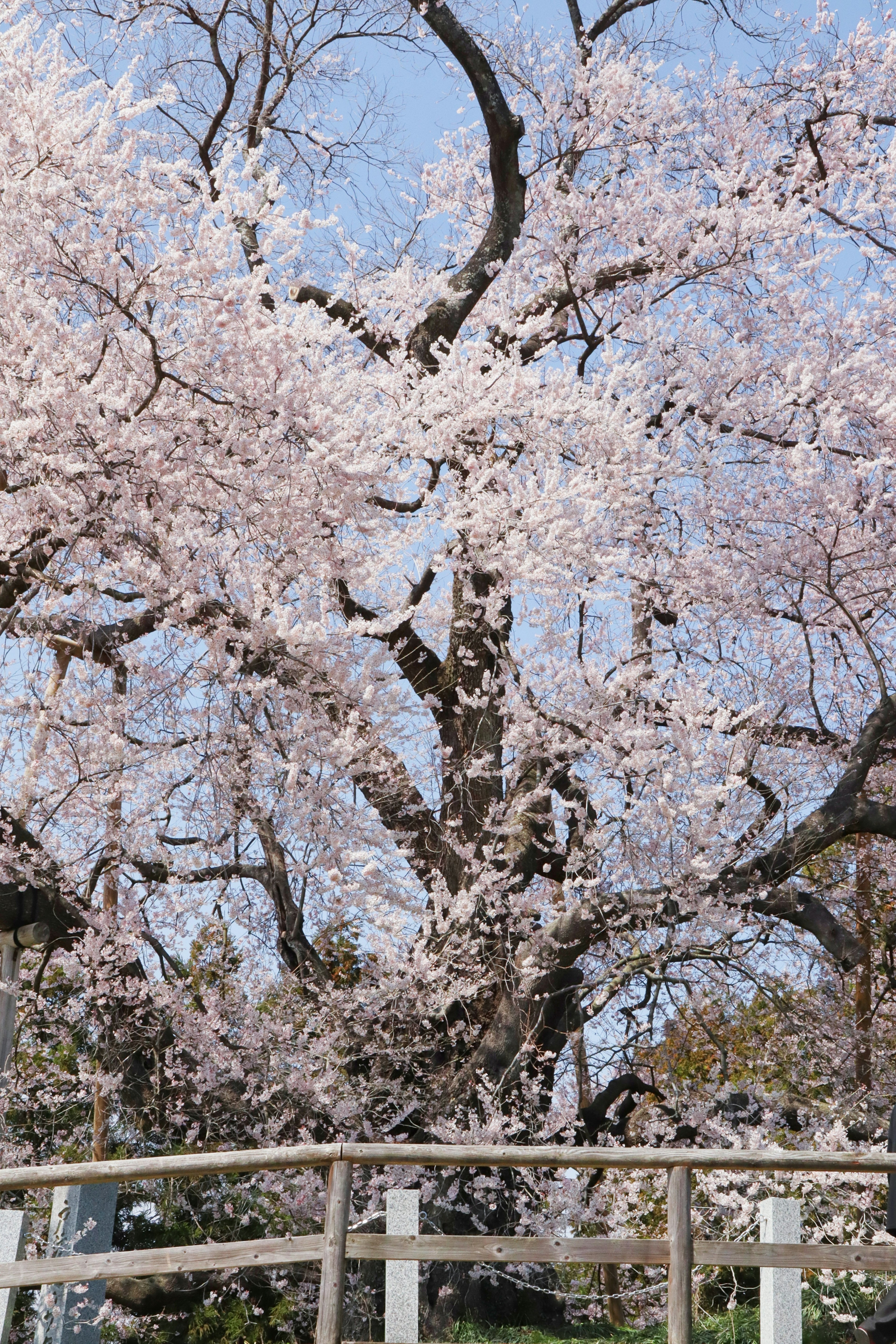 桜の花が咲いている大きな木と青空