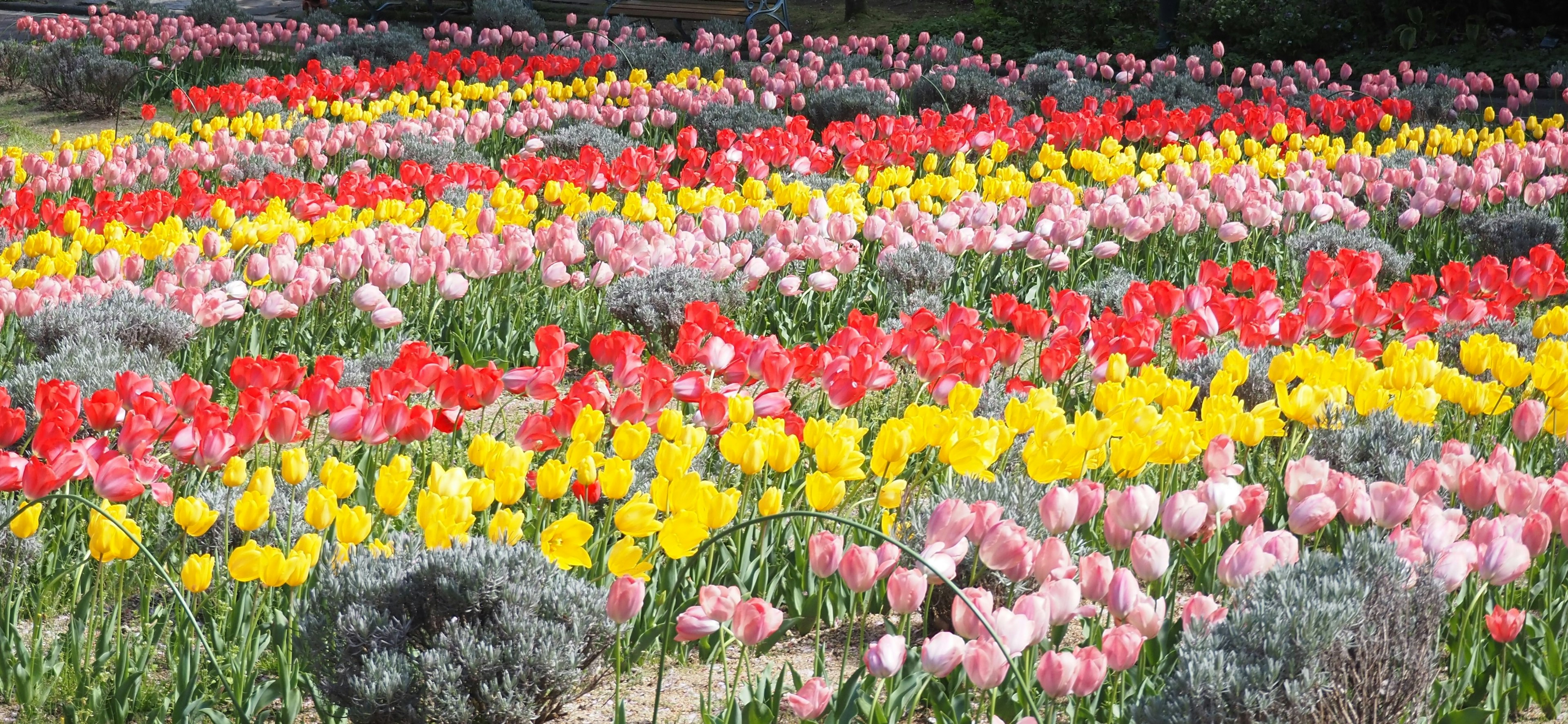 Campo di tulipani colorati con file di tulipani rossi gialli rosa