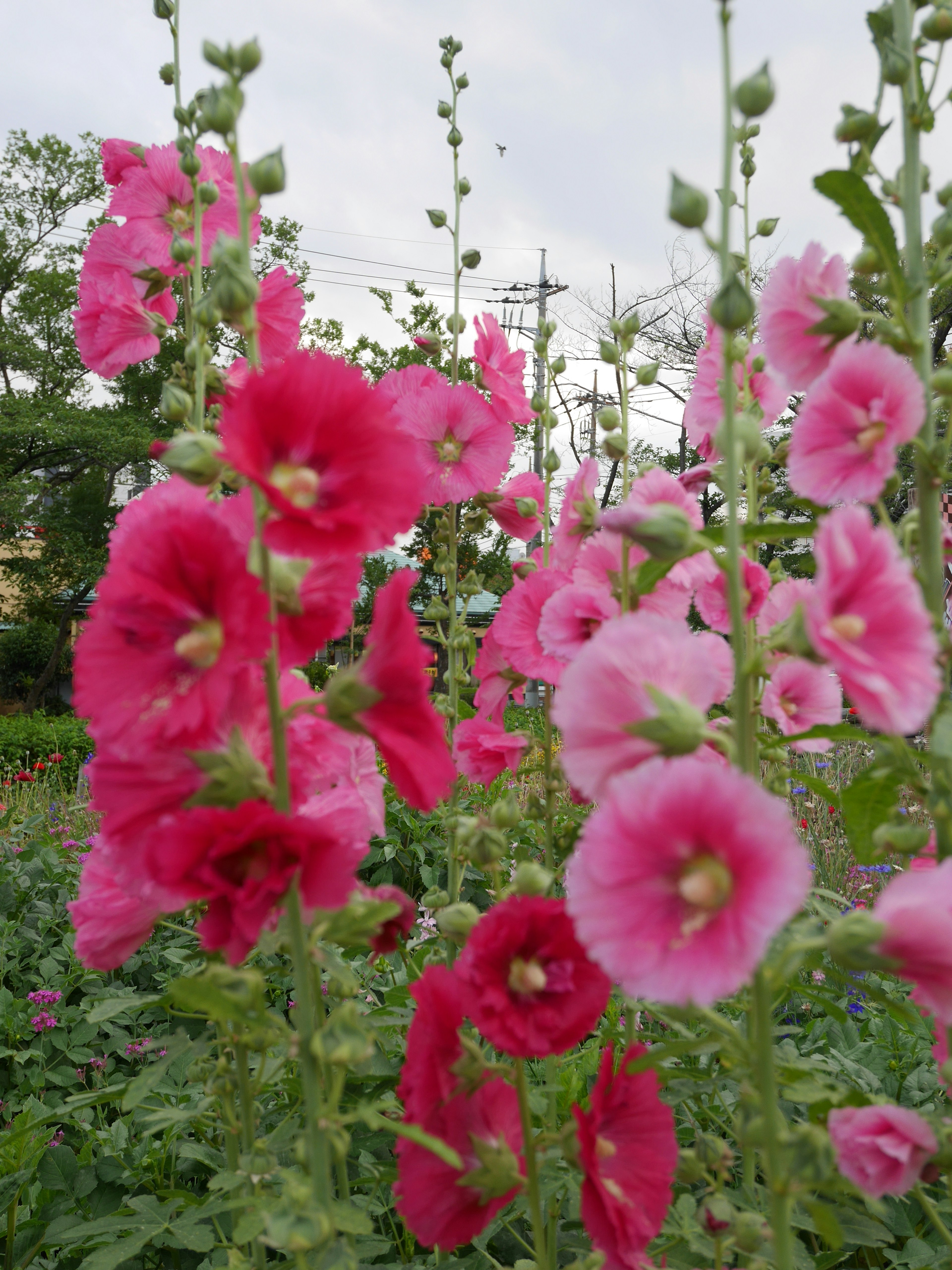 Scène de jardin avec des fleurs de rose trémière roses et rouges en fleurs