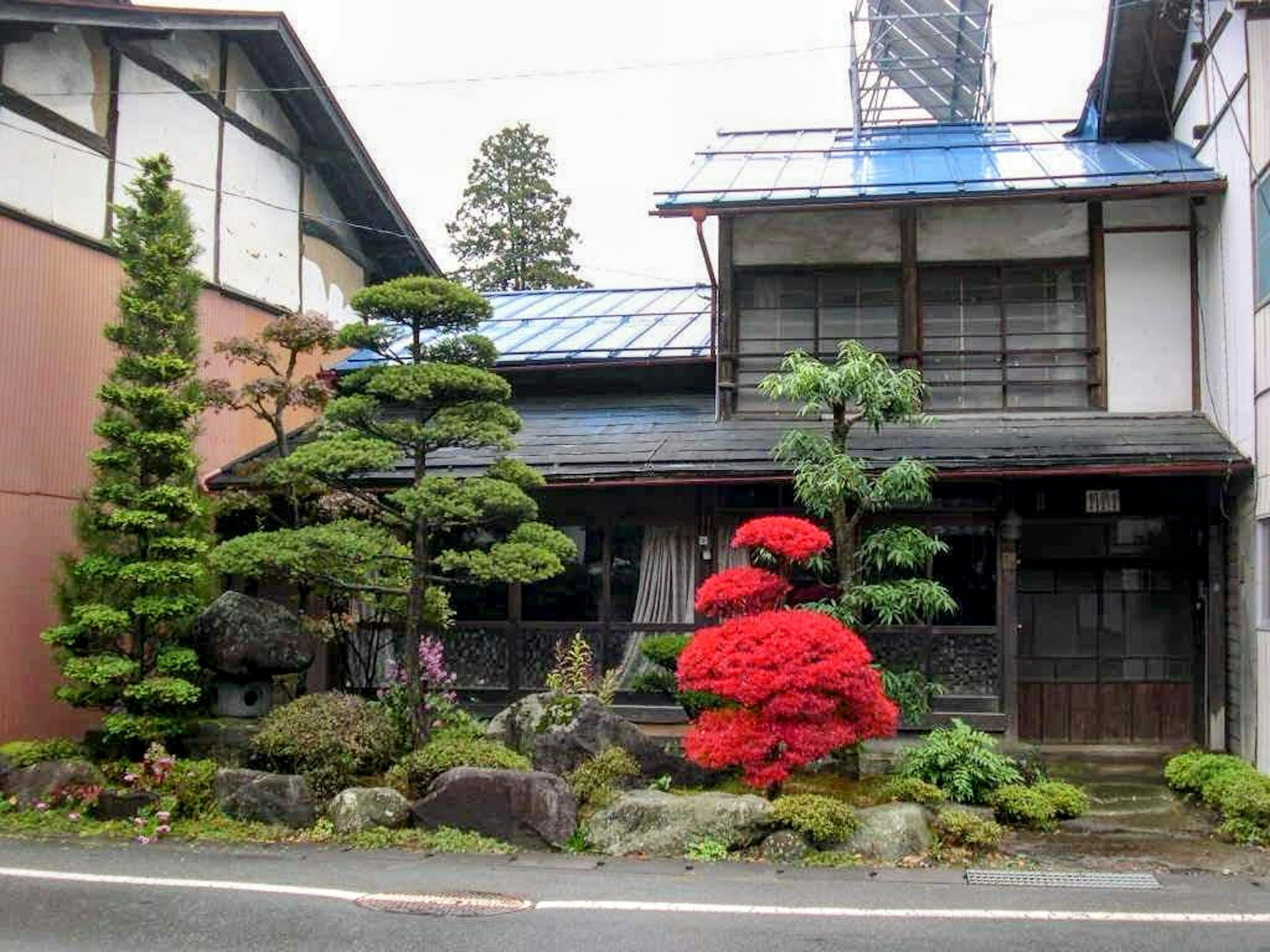 Traditionelles japanisches Haus mit einem schönen Garten, der grüne Kiefern und einen auffälligen roten Blütenbaum zeigt