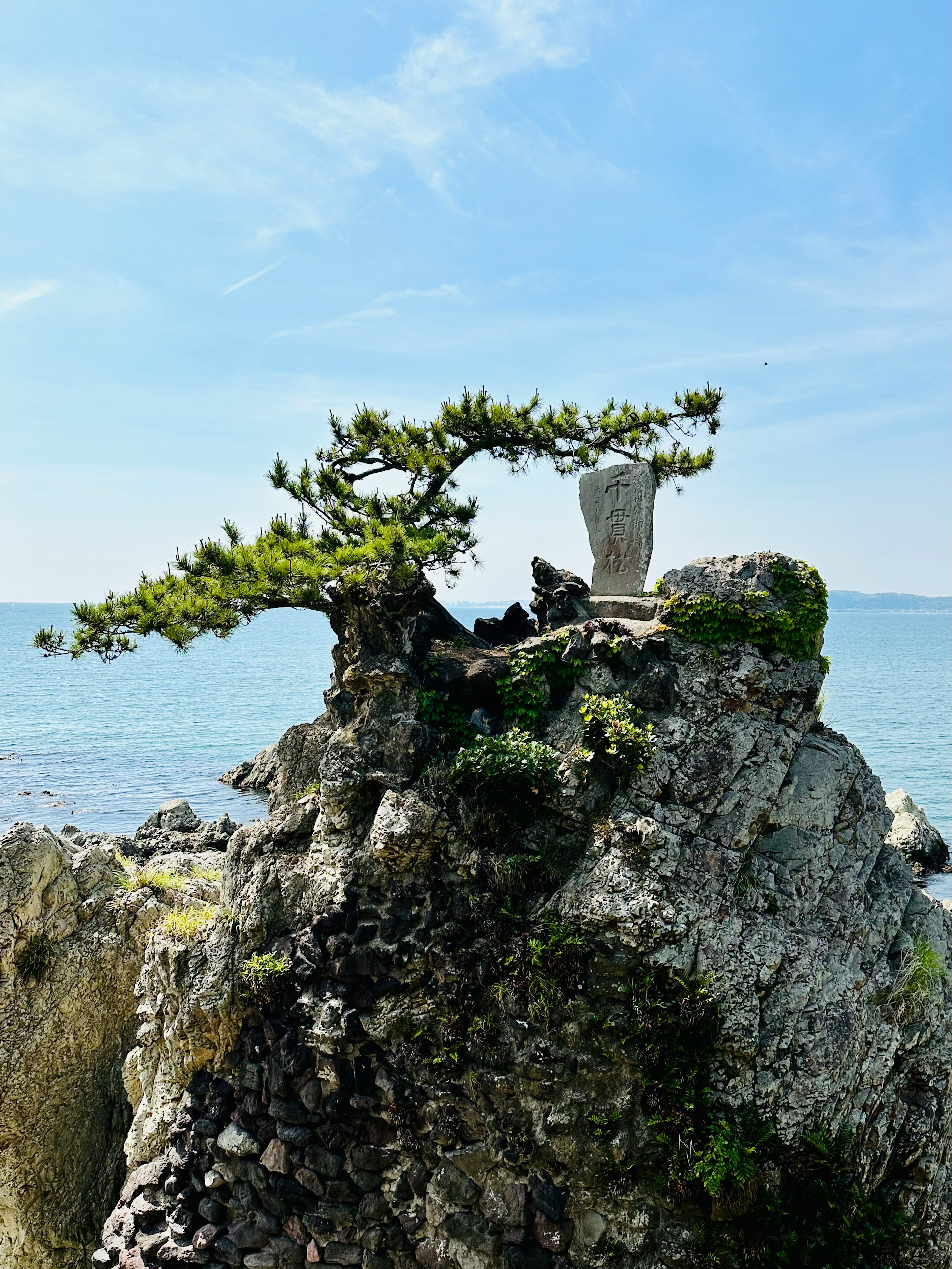 面向大海的岩石上的松树和石碑