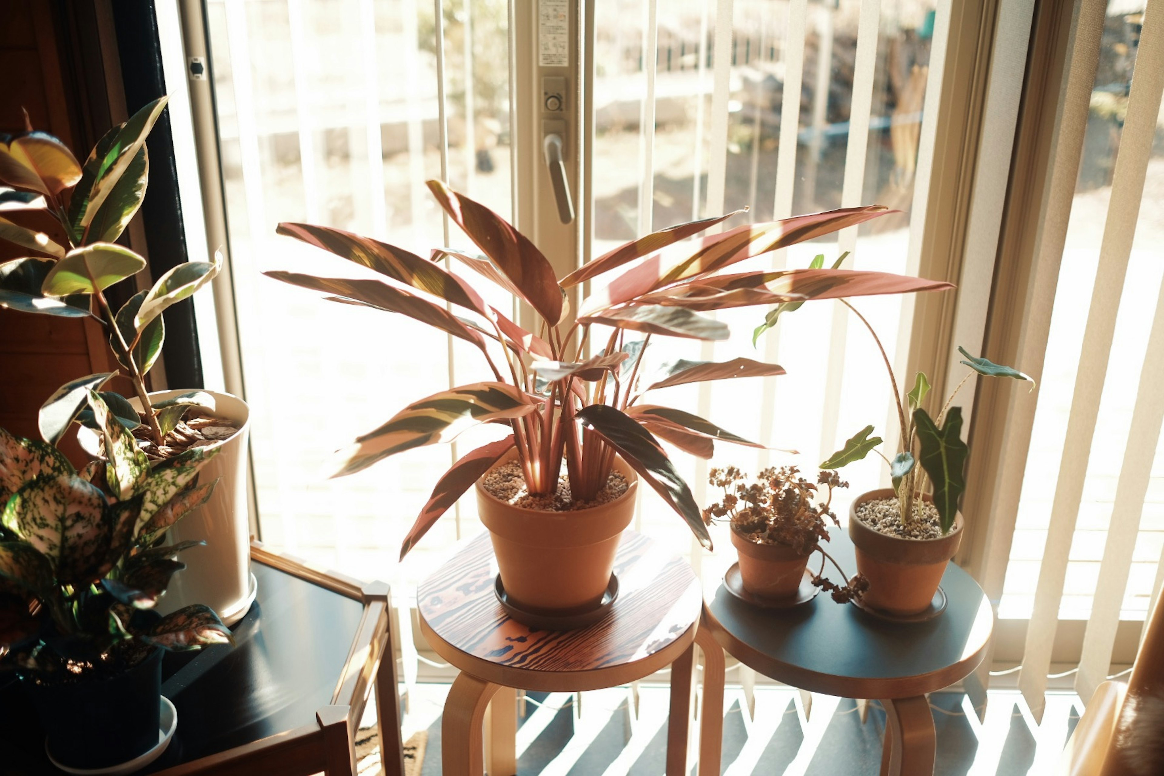 Indoor plants arranged by a window with natural light