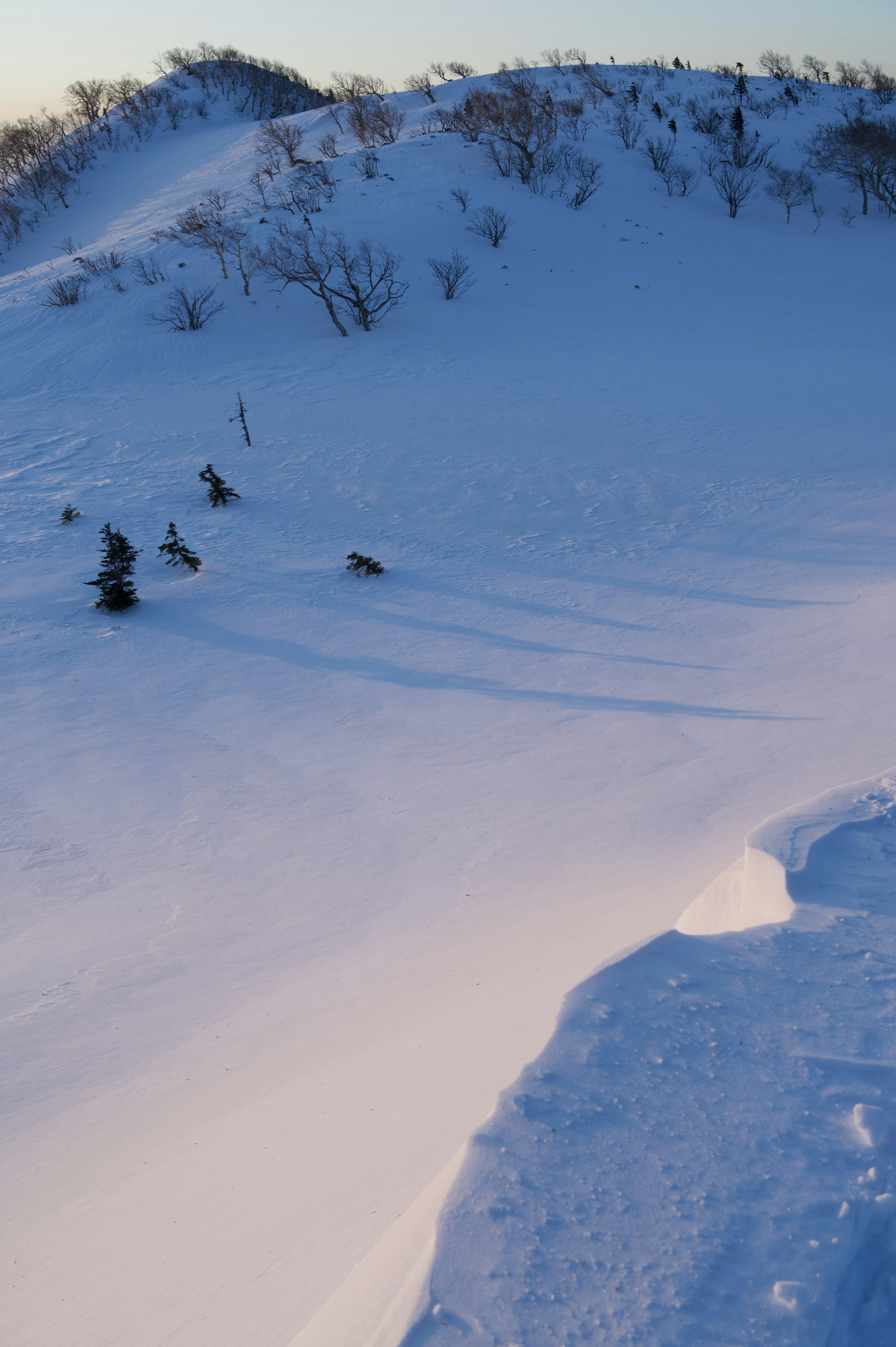 雪に覆われた丘陵と木々の影