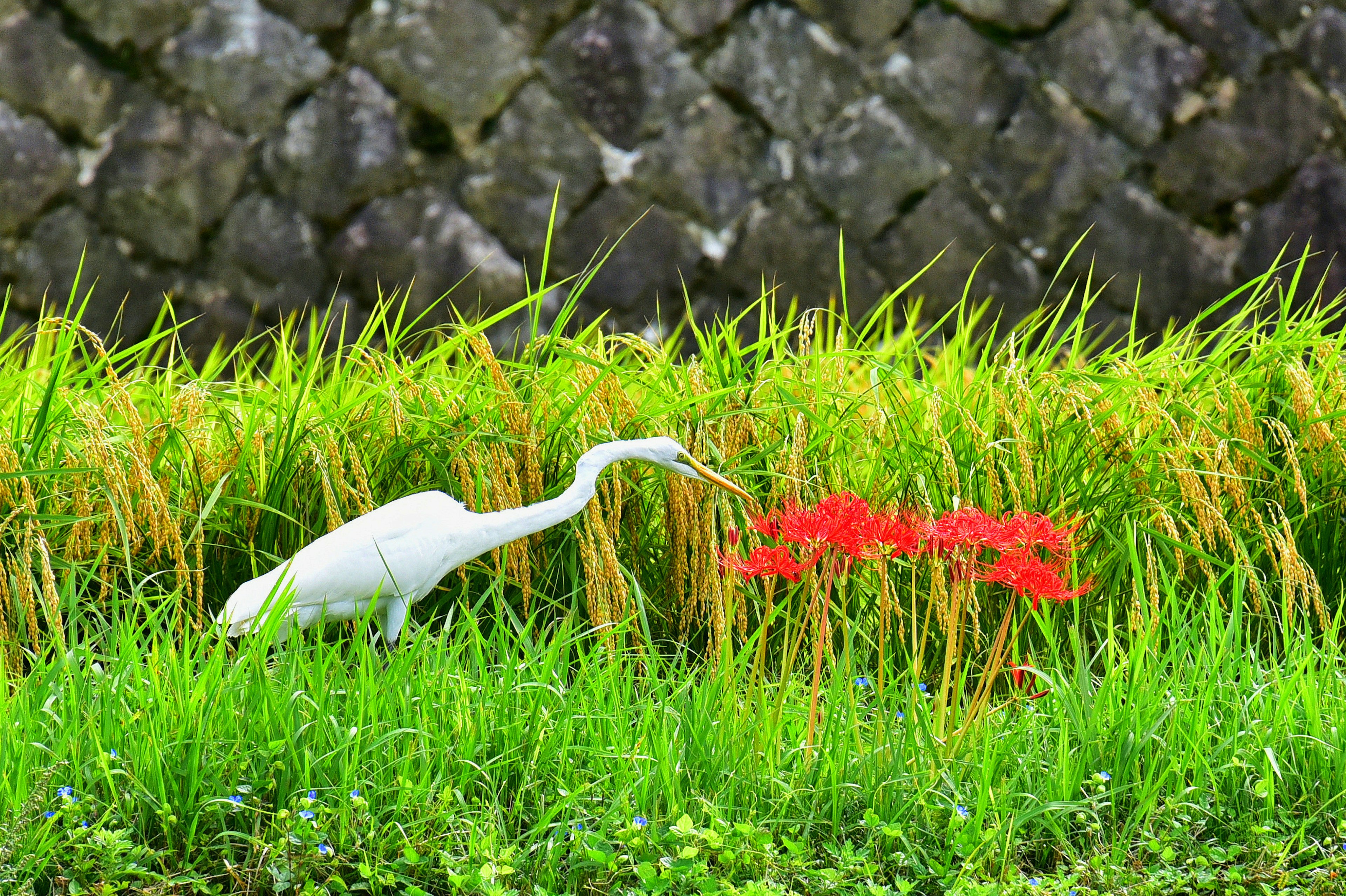 นกกระสาขาวเดินอยู่ระหว่างต้นข้าวสีเขียวและดอกไม้สีแดง