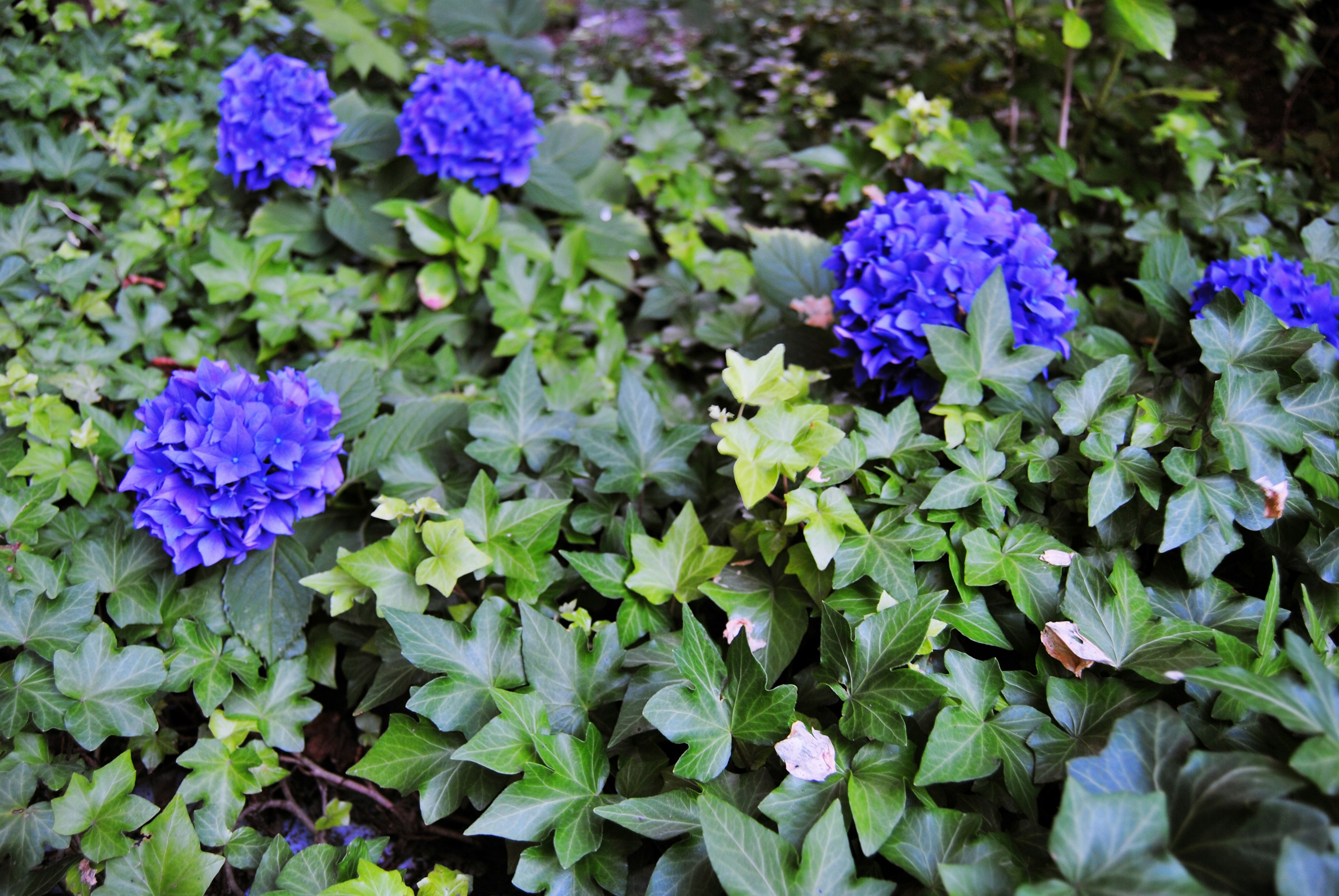 Ortensie blu vivaci circondate da fogliame verde lussureggiante