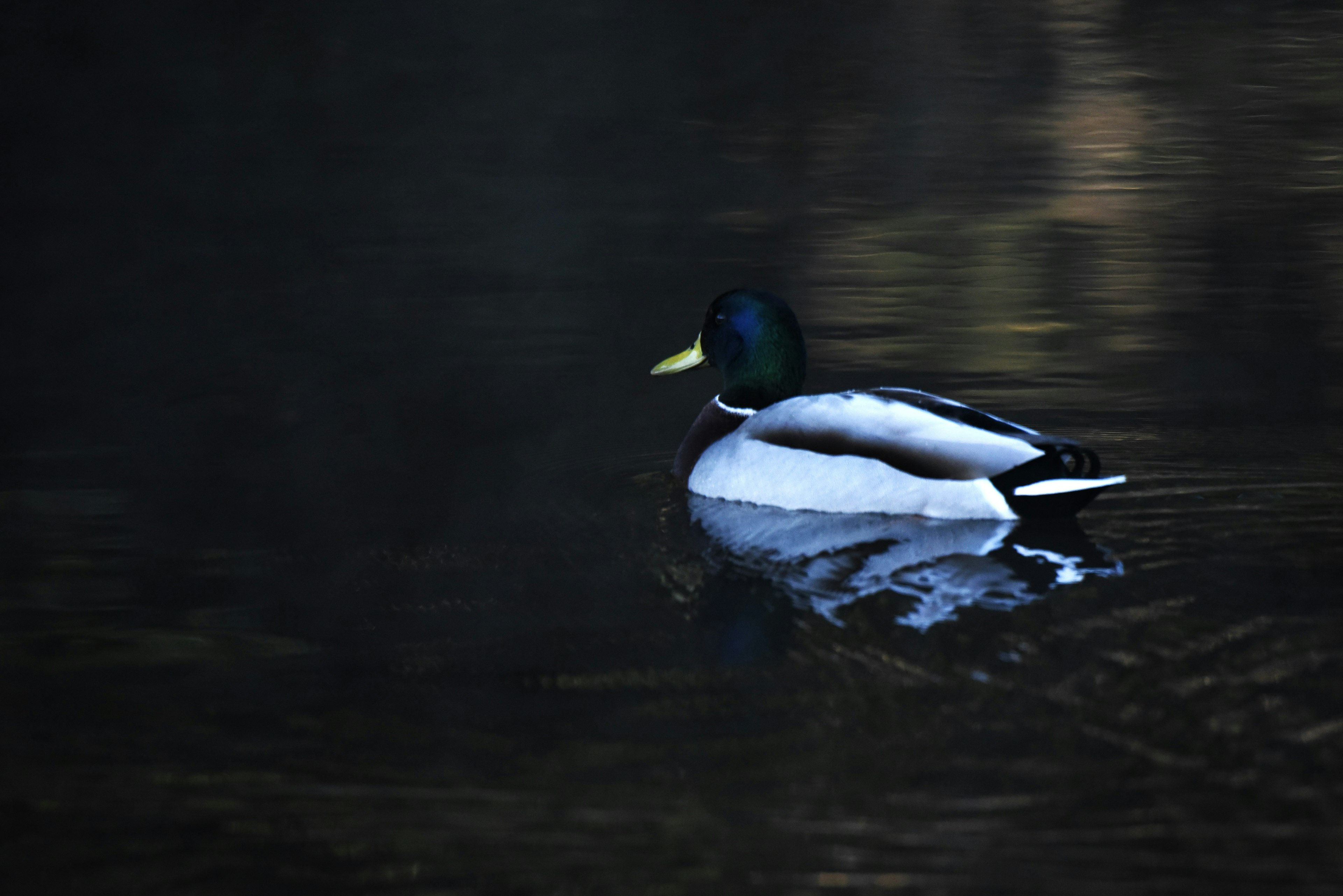 Un canard colvert nageant à la surface de l'eau