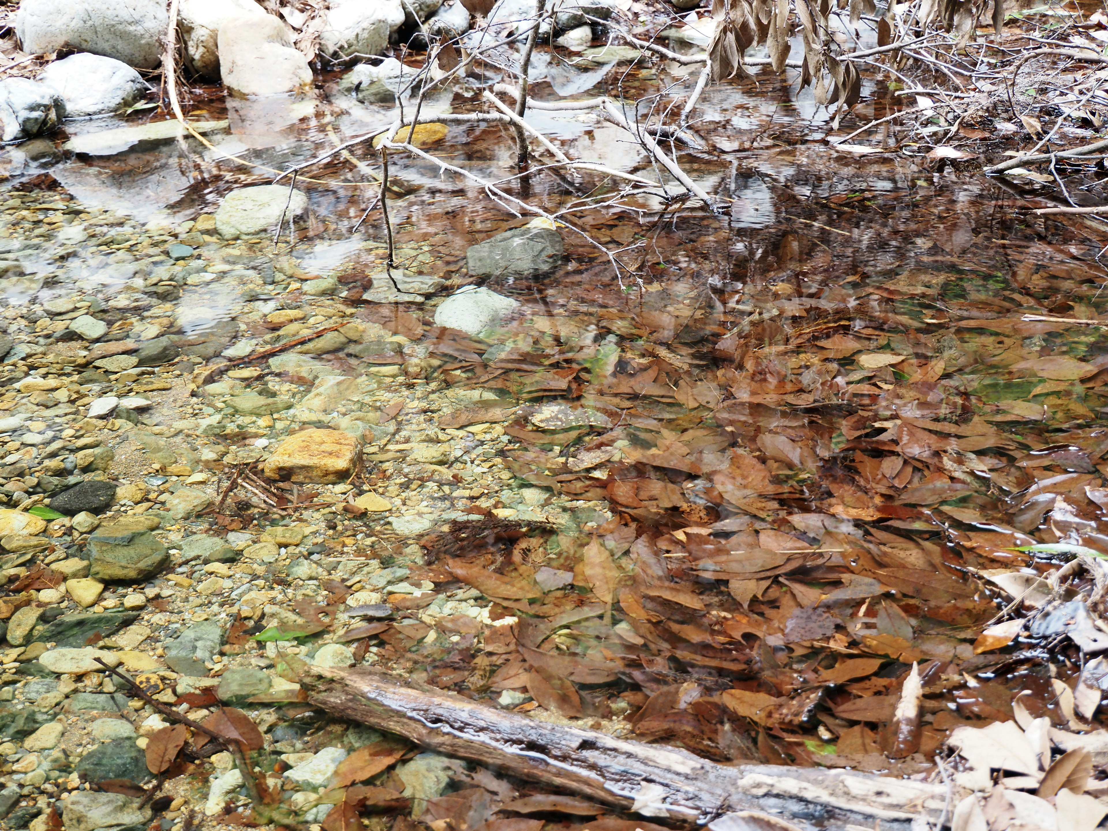 Klarer Wasserspiegel mit schwimmenden Blättern und Steinen