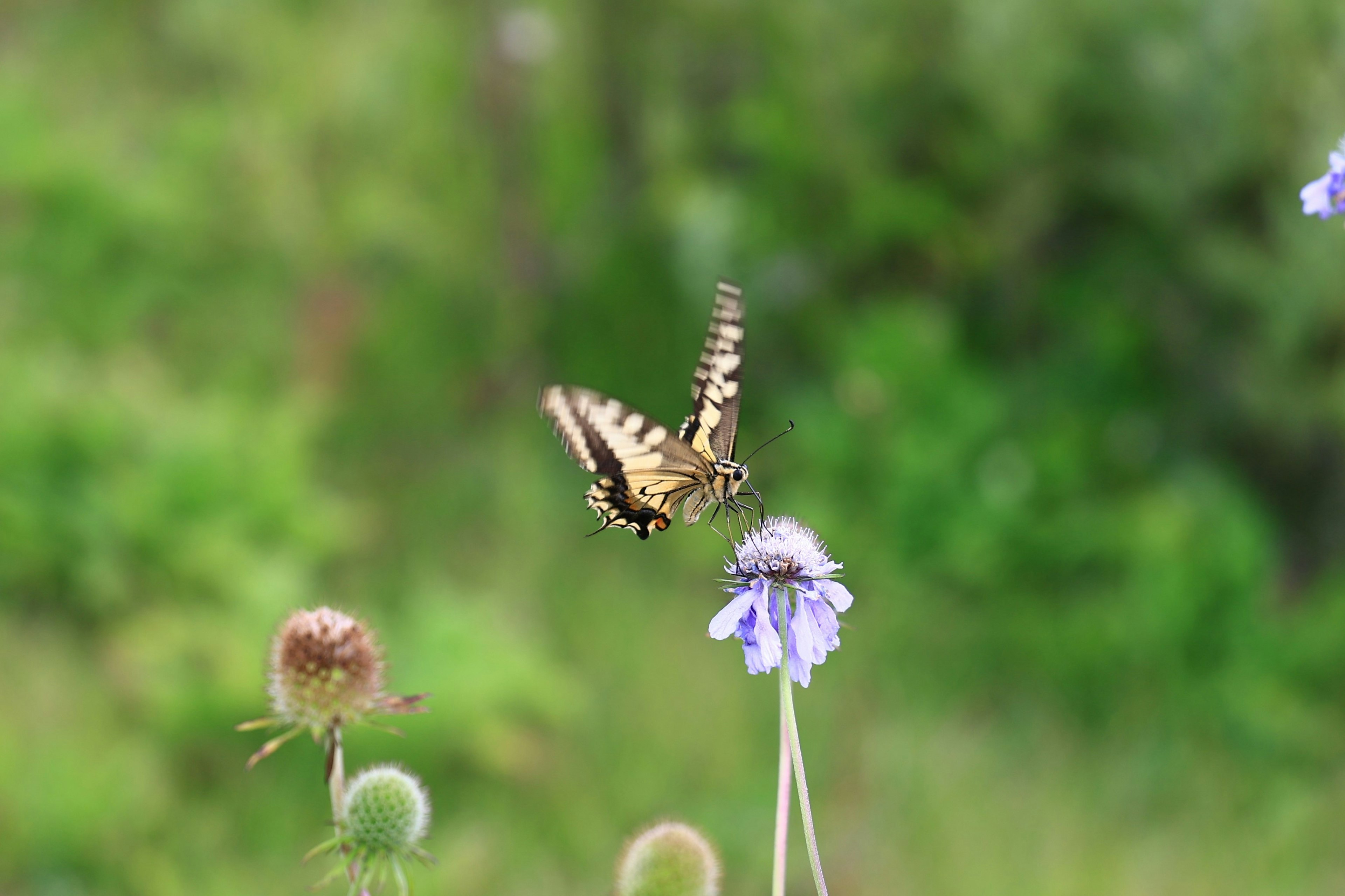 Schmetterling schwebt nahe einer blauen Blume in einem grünen Feld