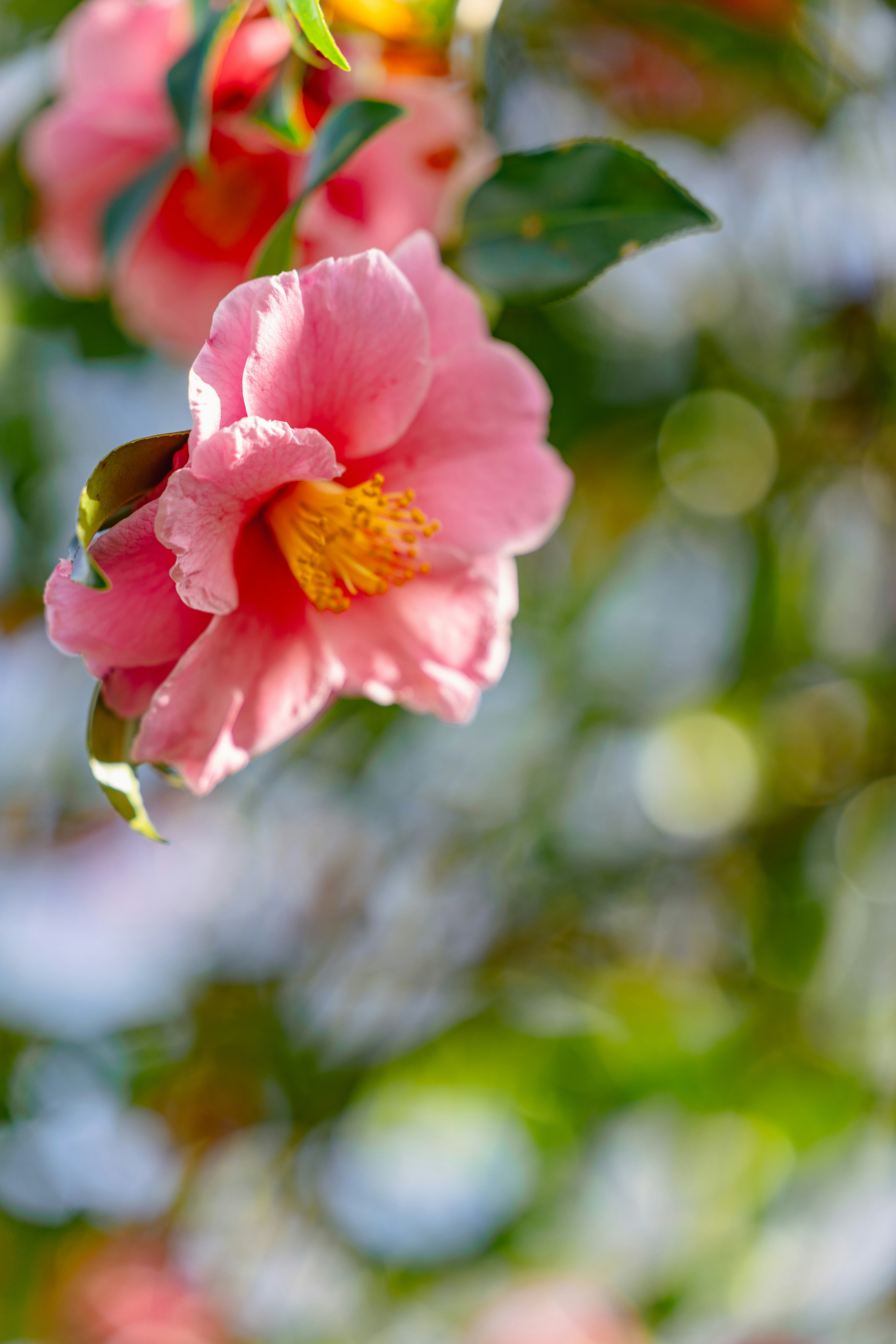 ピンクの花が鮮やかに咲いている背景にぼかしがある