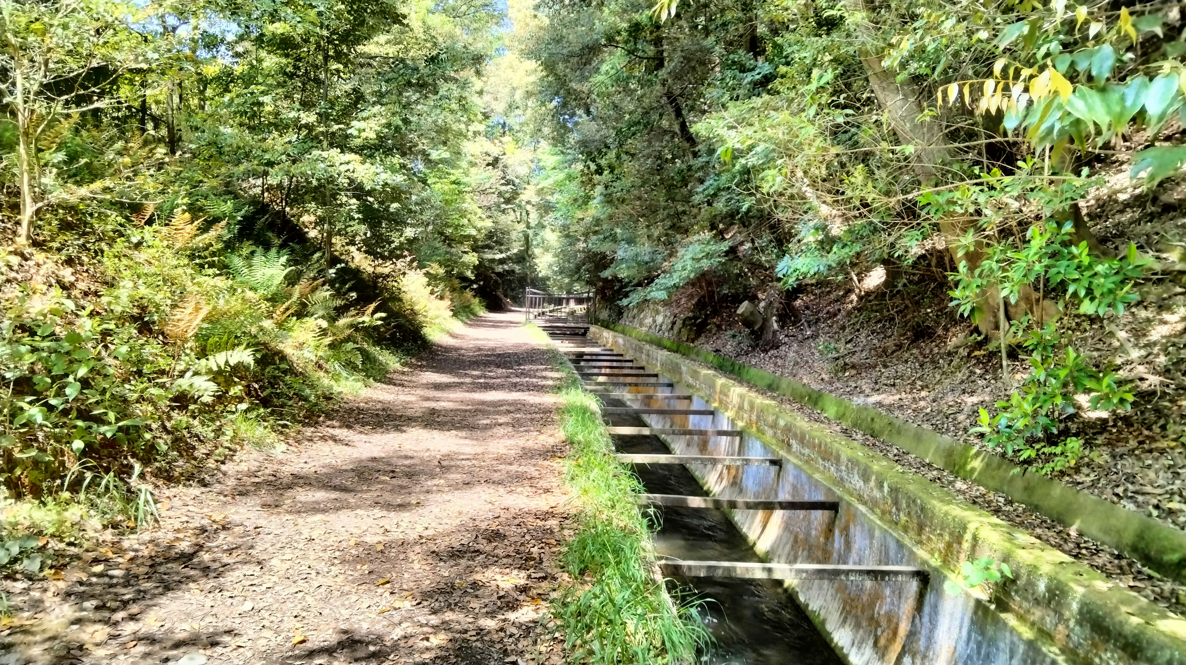 Scenic pathway surrounded by greenery with a water channel