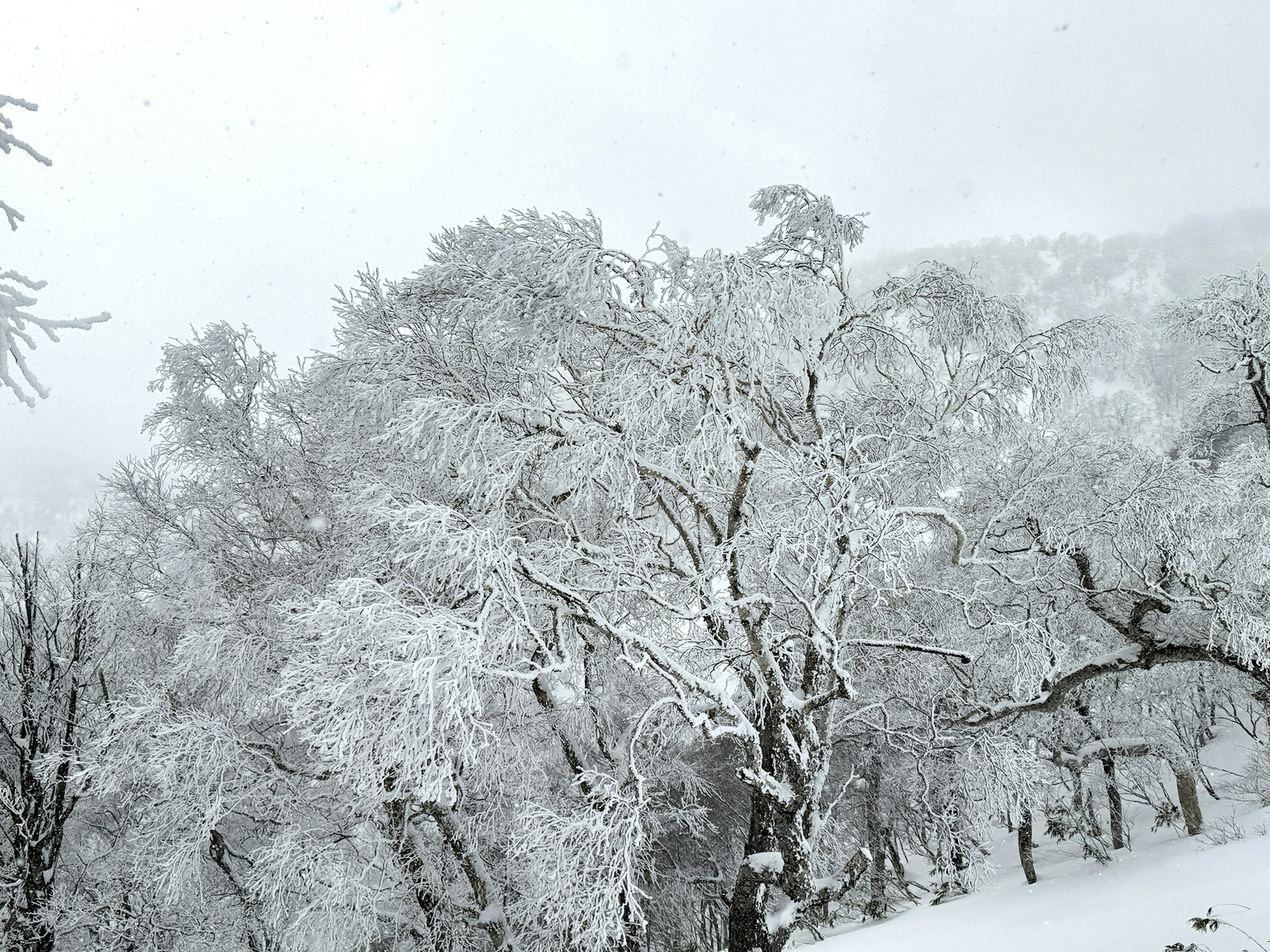 Arbres recouverts de neige dans un paysage d'hiver