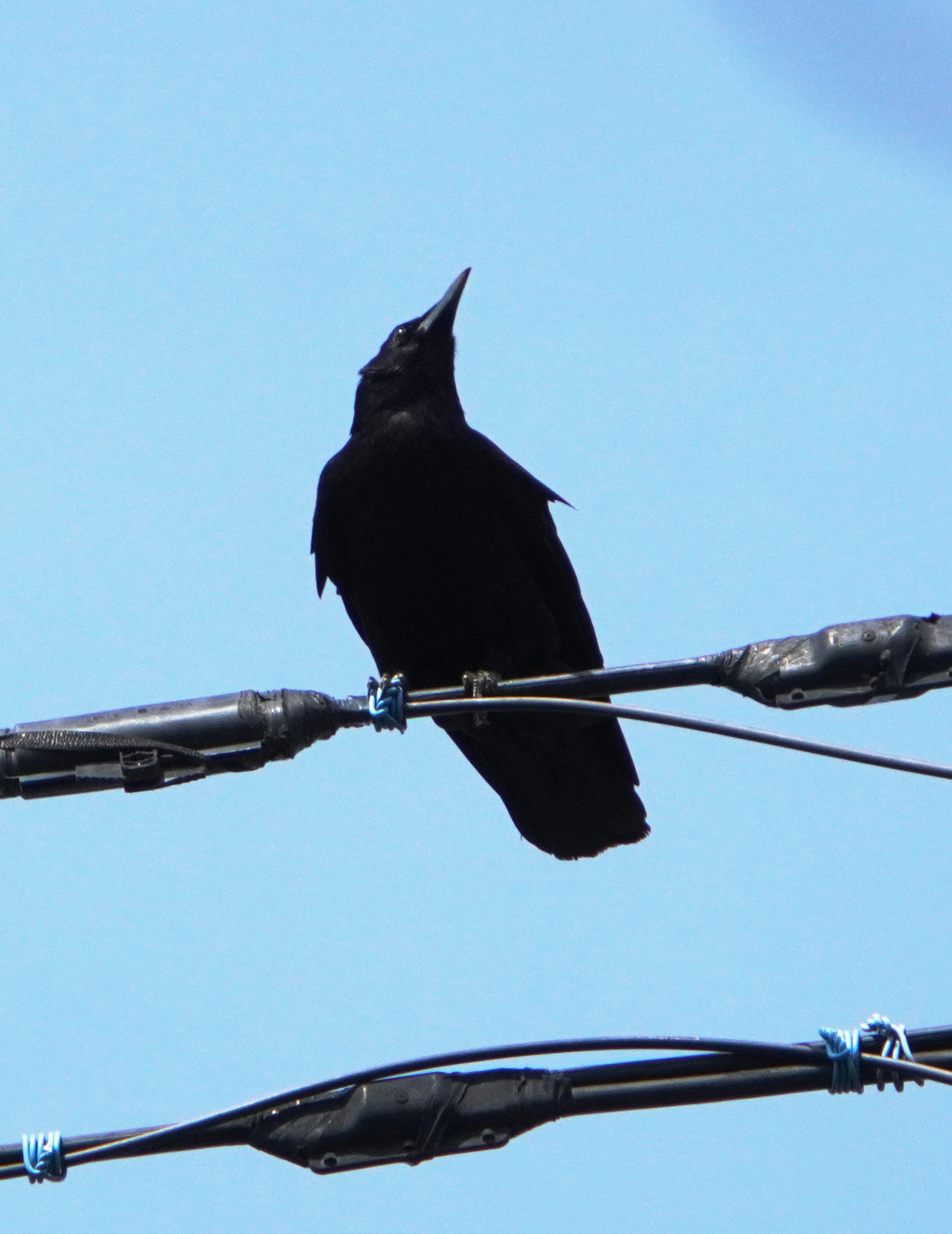 Ein schwarzer Vogel sitzt auf einer Stromleitung unter einem blauen Himmel