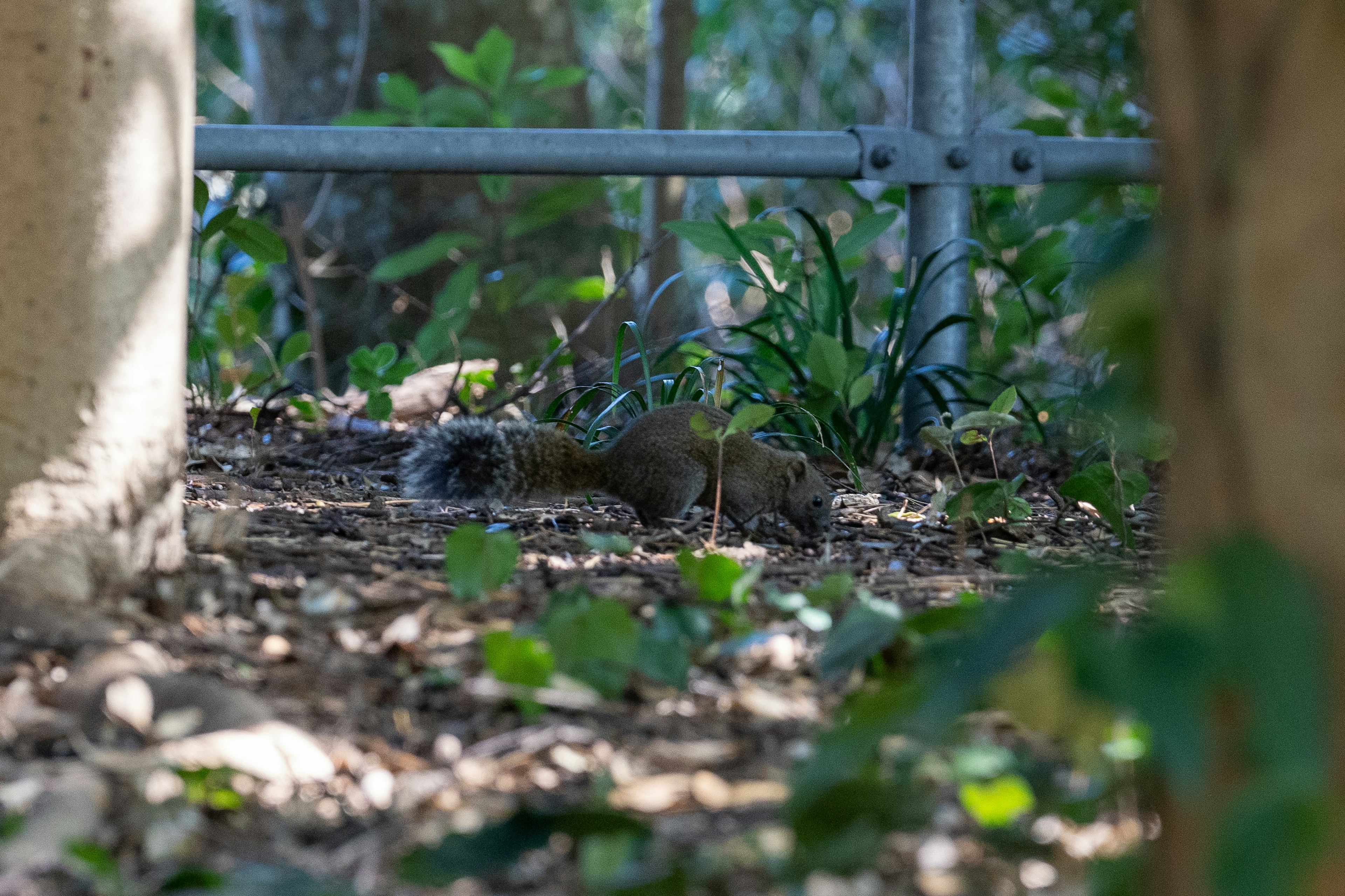 A small animal hidden in the forest among green leaves and trees