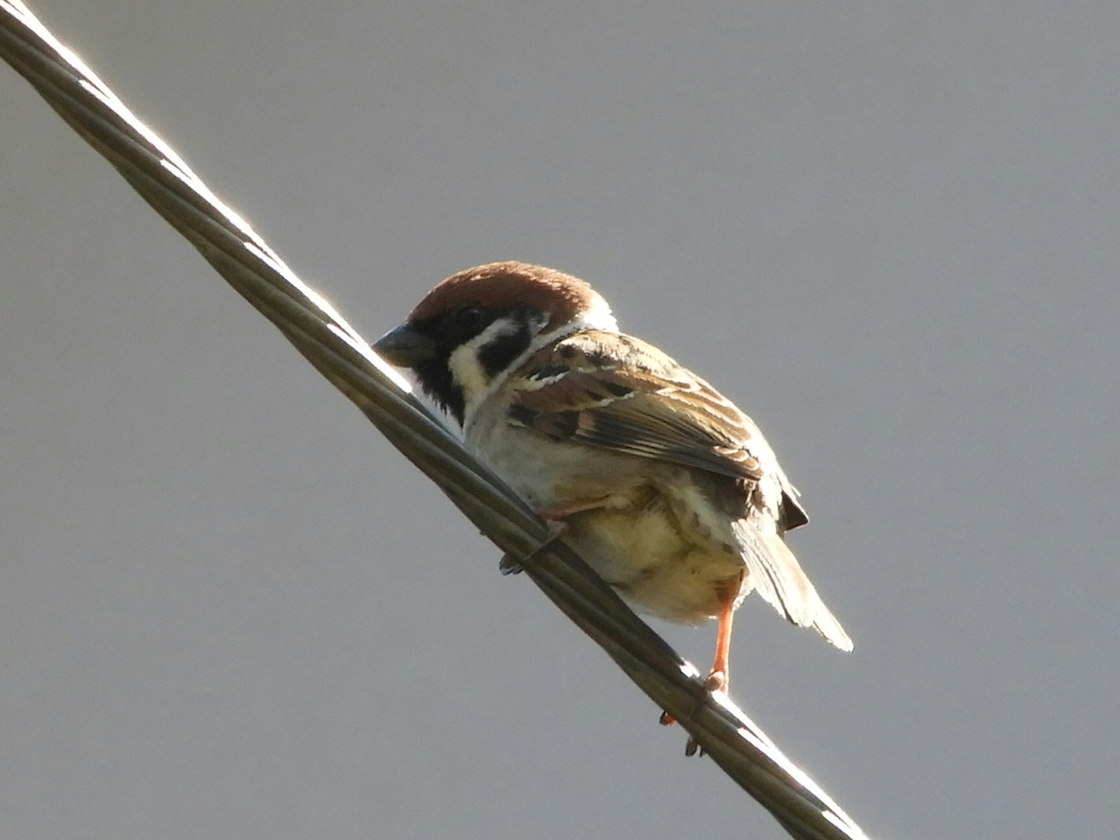 Ein kleiner Vogel sitzt auf einem Ast vor unscharfem Hintergrund