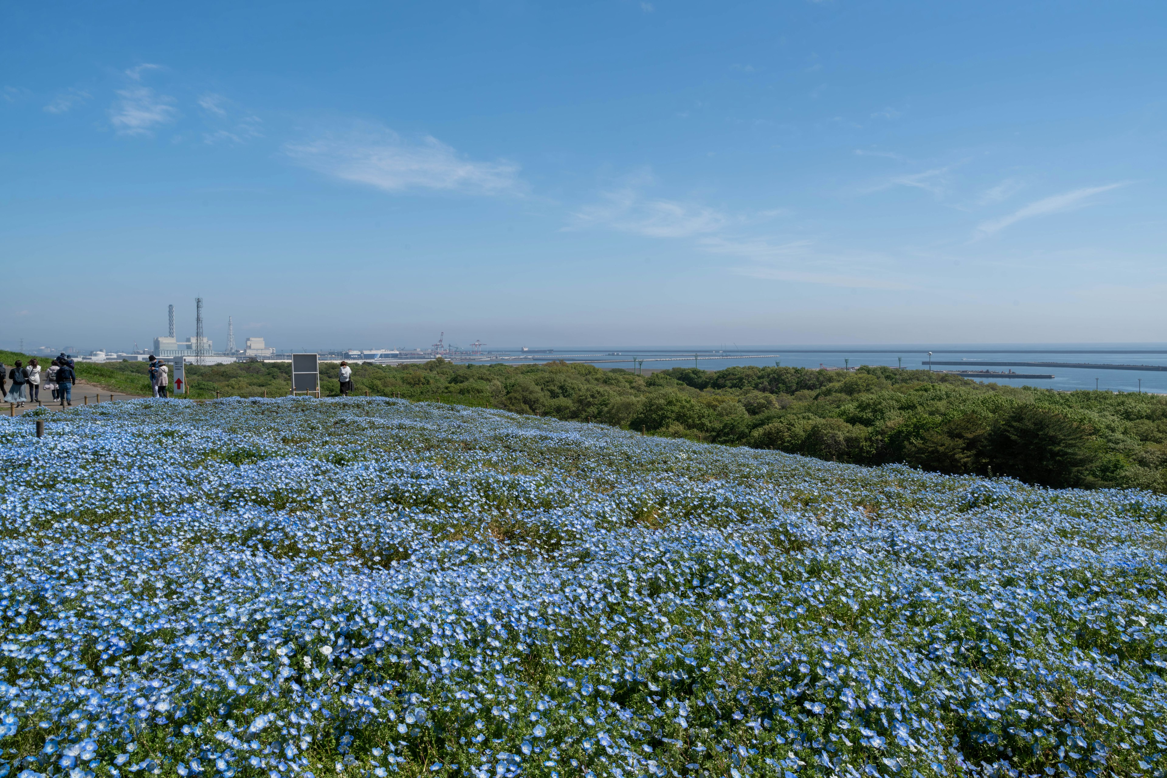 Champ vaste de fleurs bleues sous un ciel bleu clair