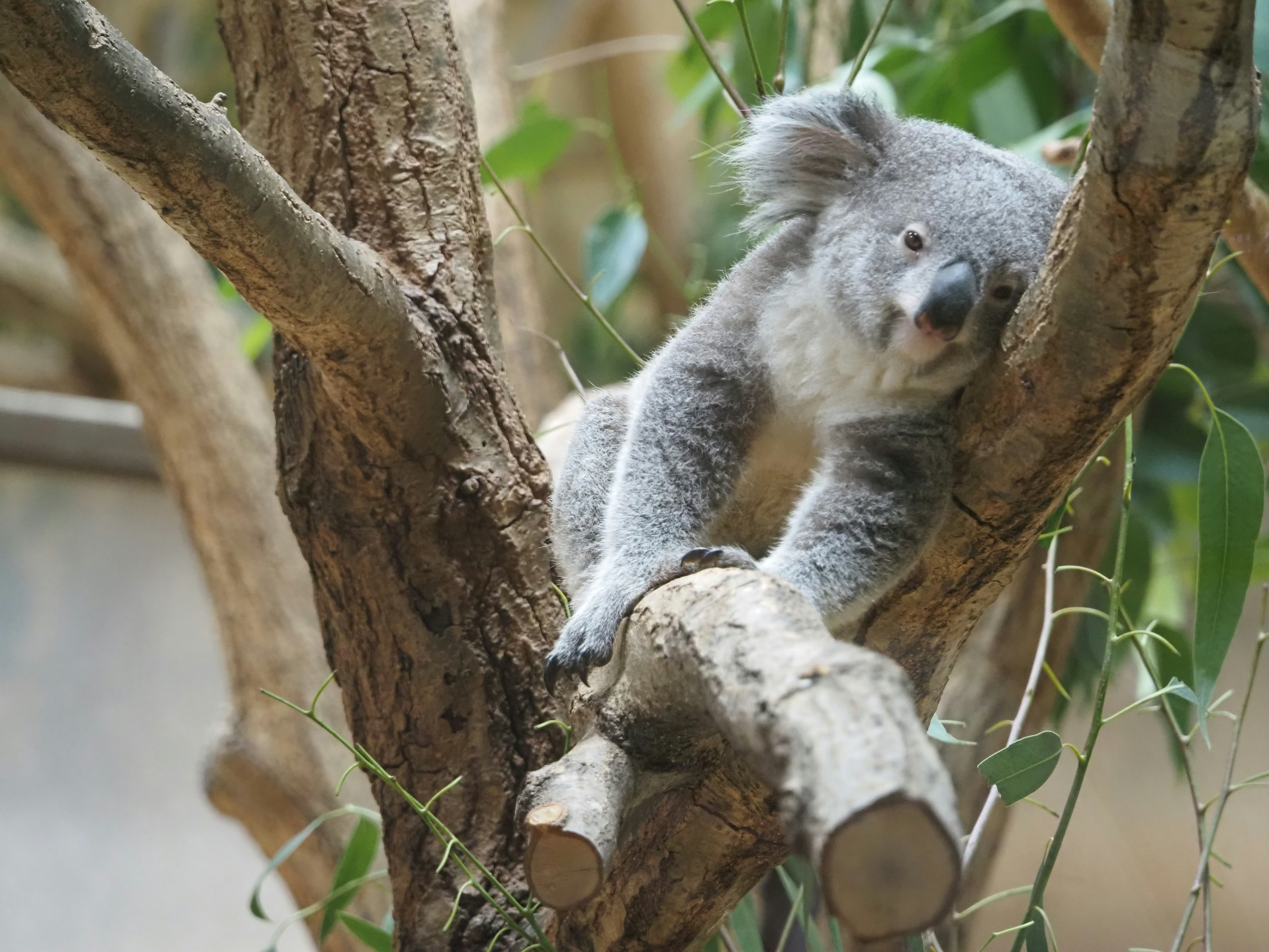 Seekor koala lucu berbaring di atas cabang pohon