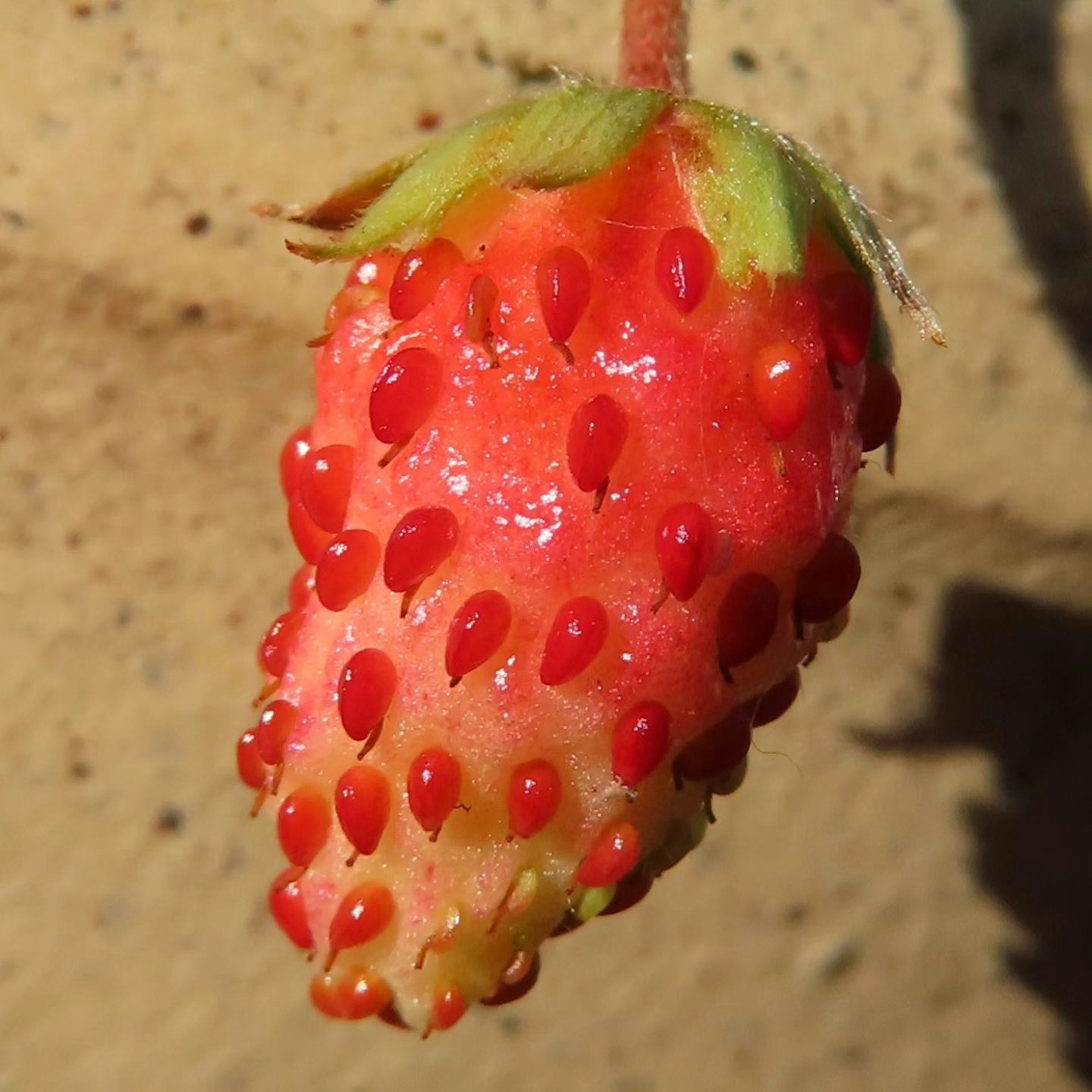 Close-up of a ripe red strawberry with green leaves