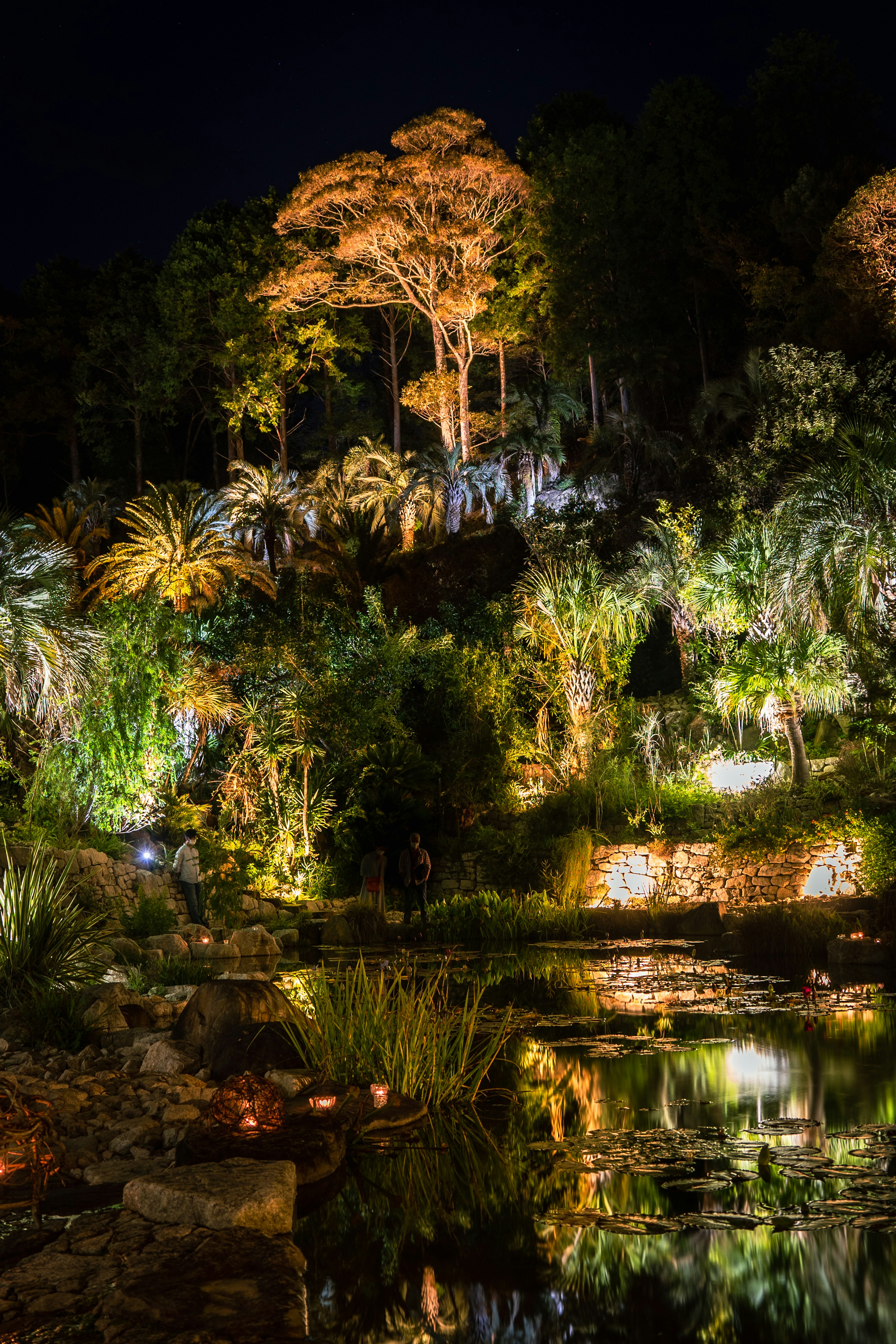 美麗的夜間花園場景，樹木被照亮，水面上有倒影