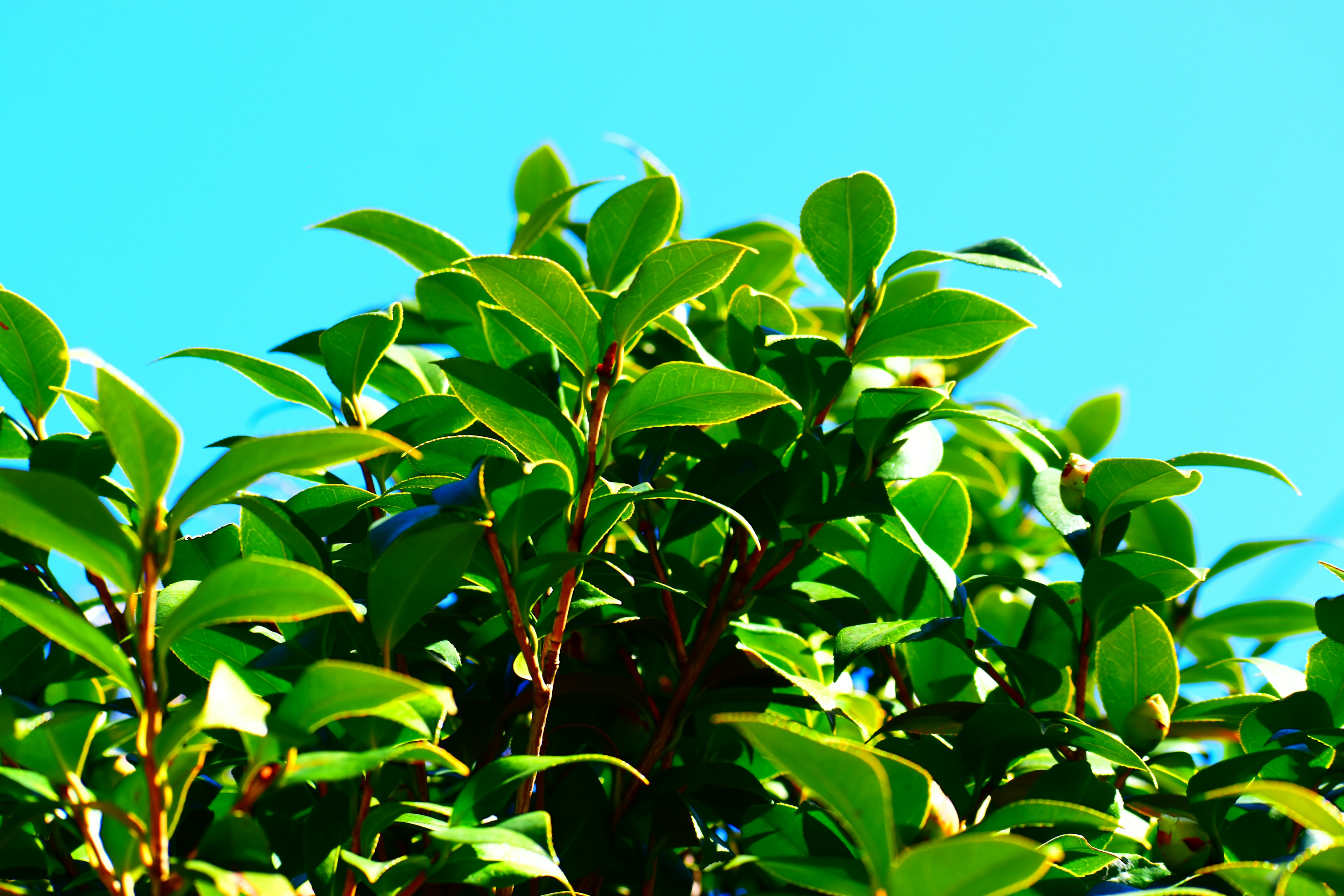 Vue supérieure de feuilles vertes luxuriantes sur fond de ciel bleu clair