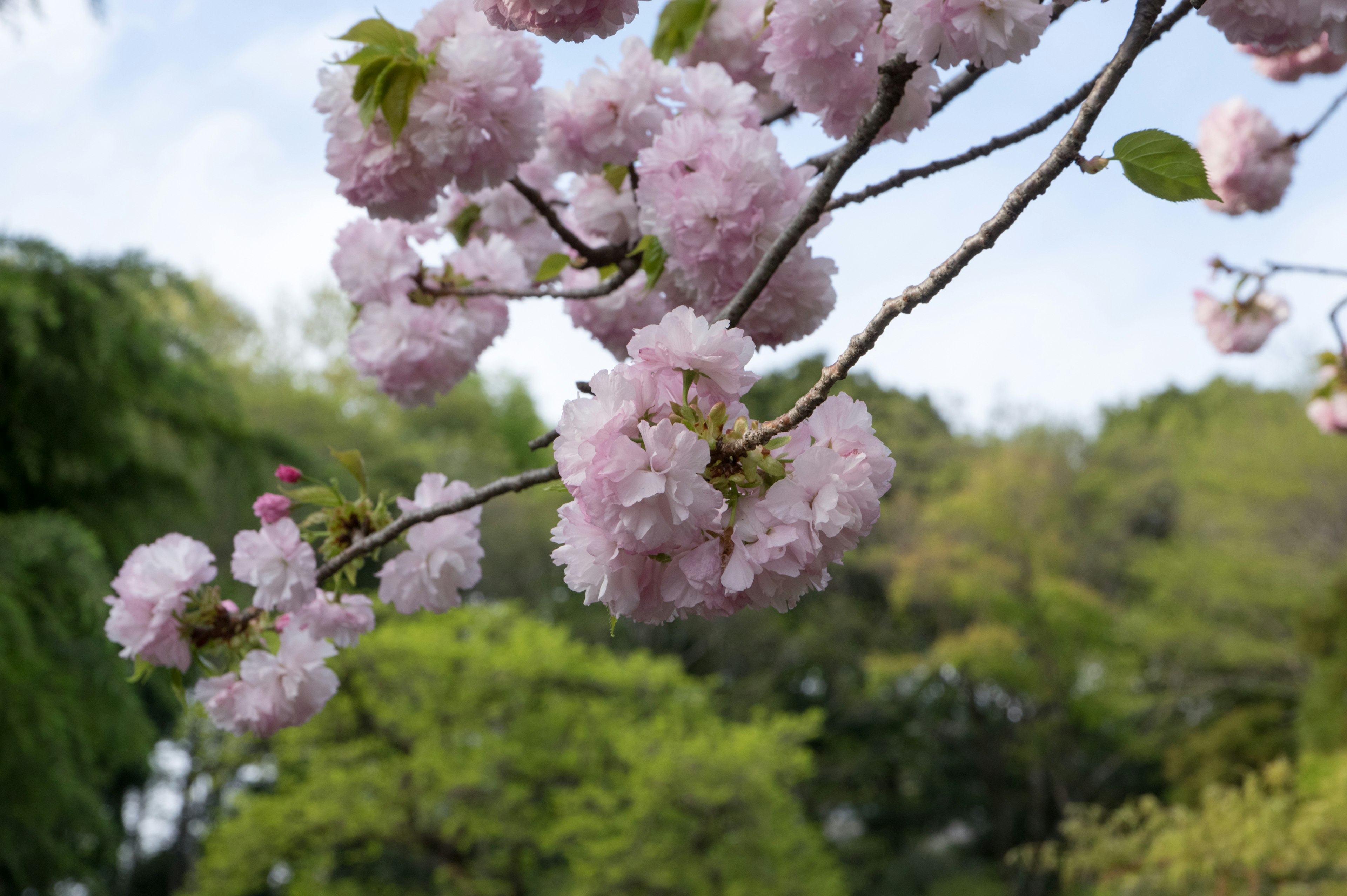 Close-up of cherry blossom branches with pink flowers against a green background