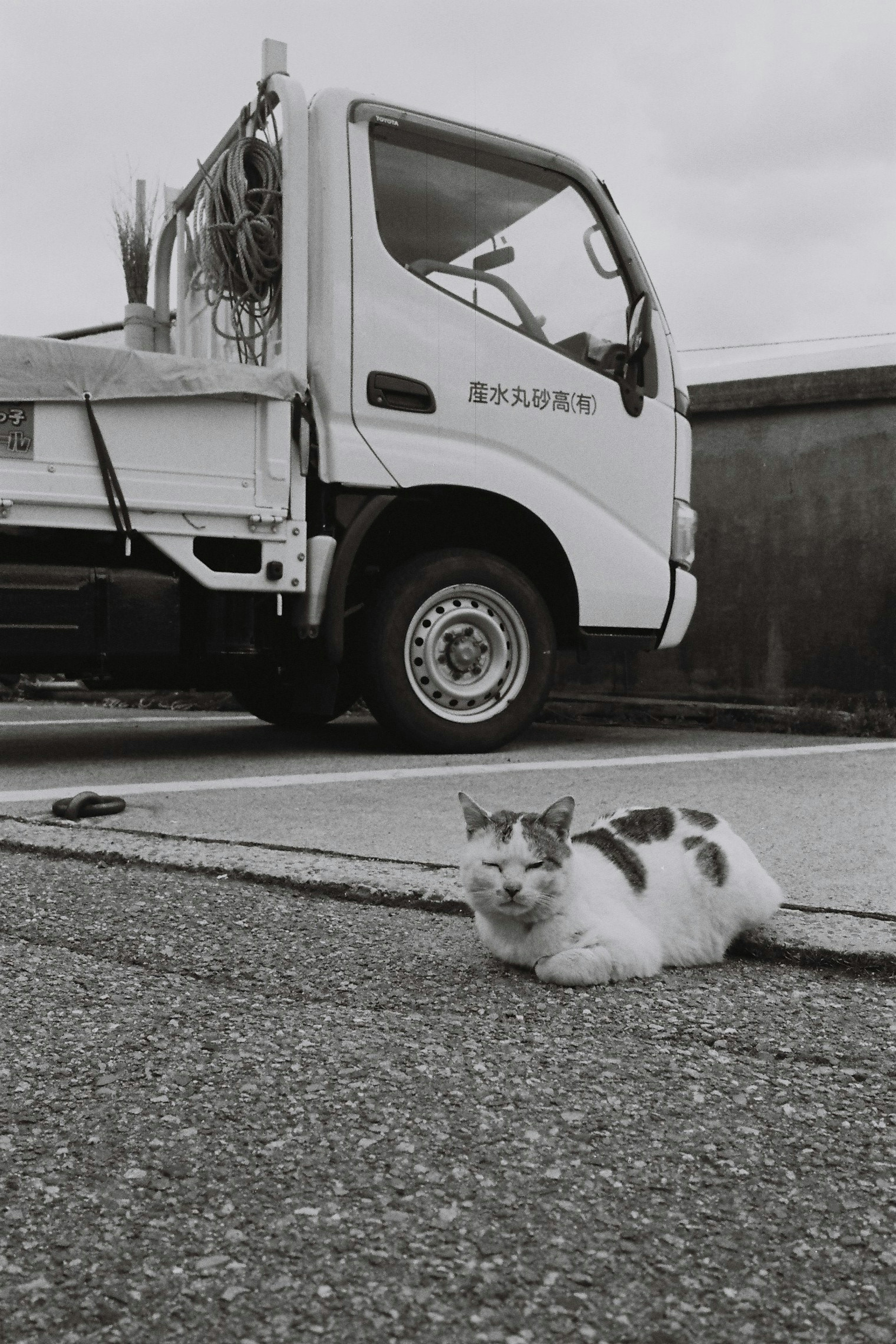 Kucing putih berbaring di samping truk hitam putih