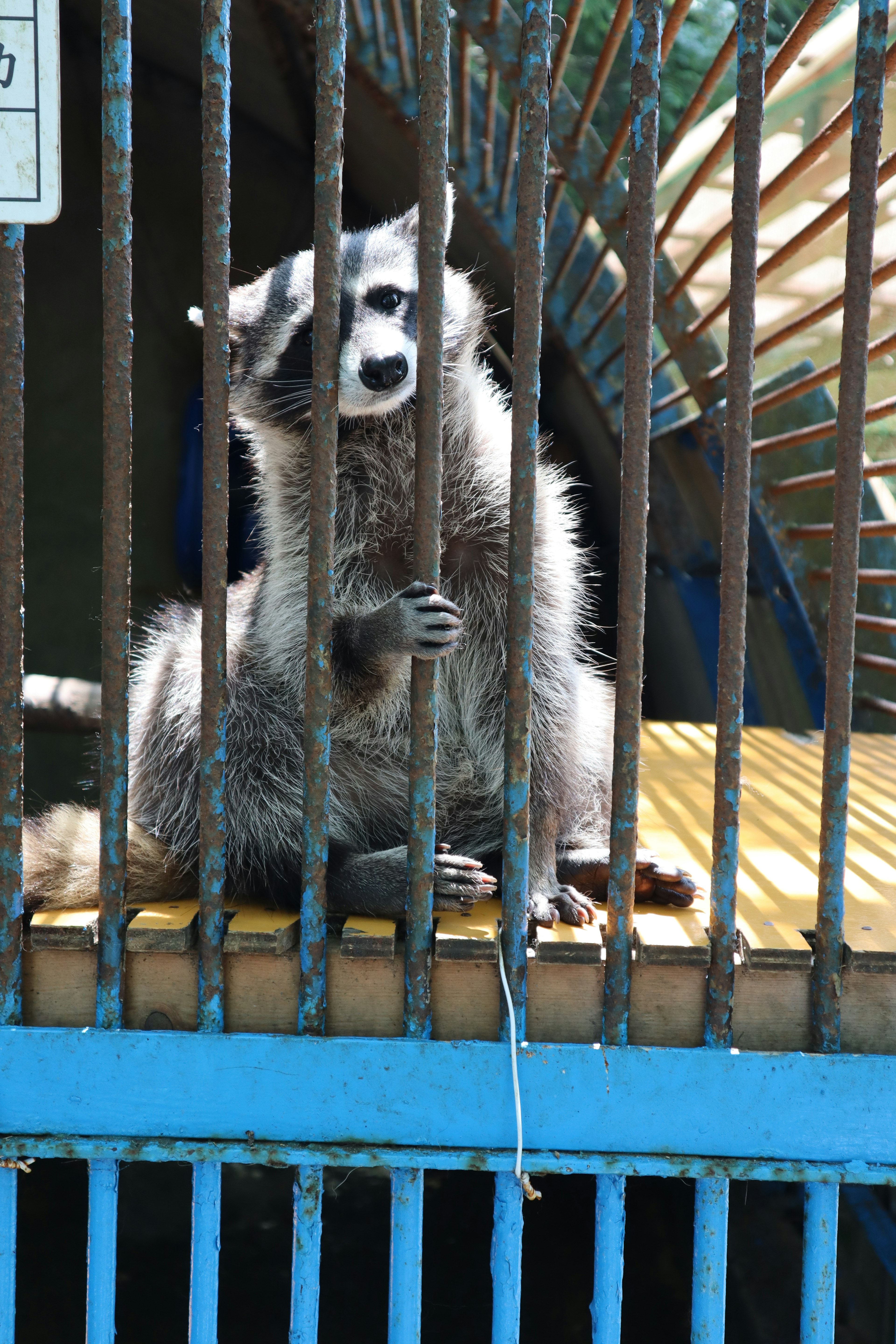 A raccoon looking out from inside a cage