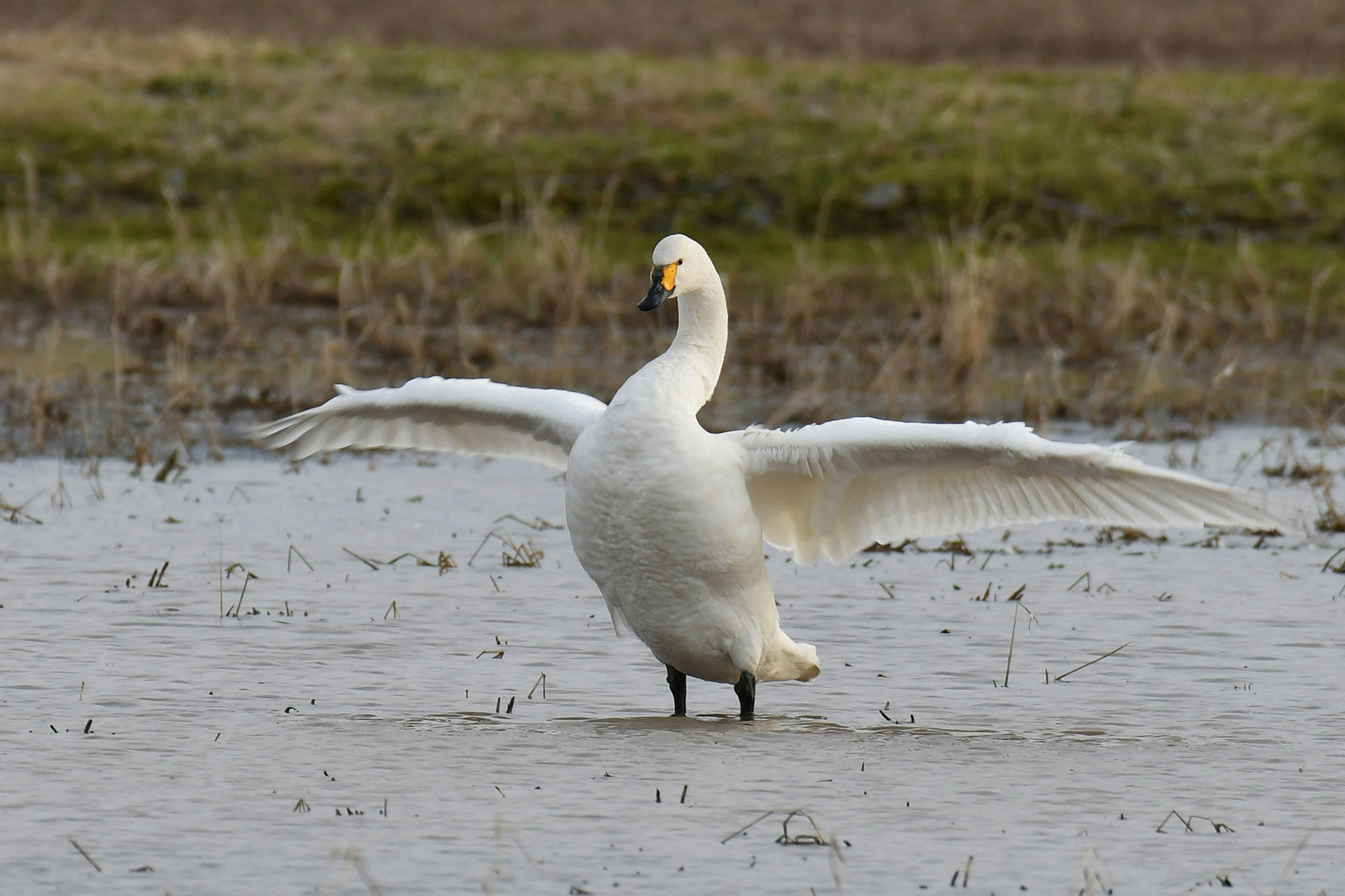 A swan standing in water with its wings spread