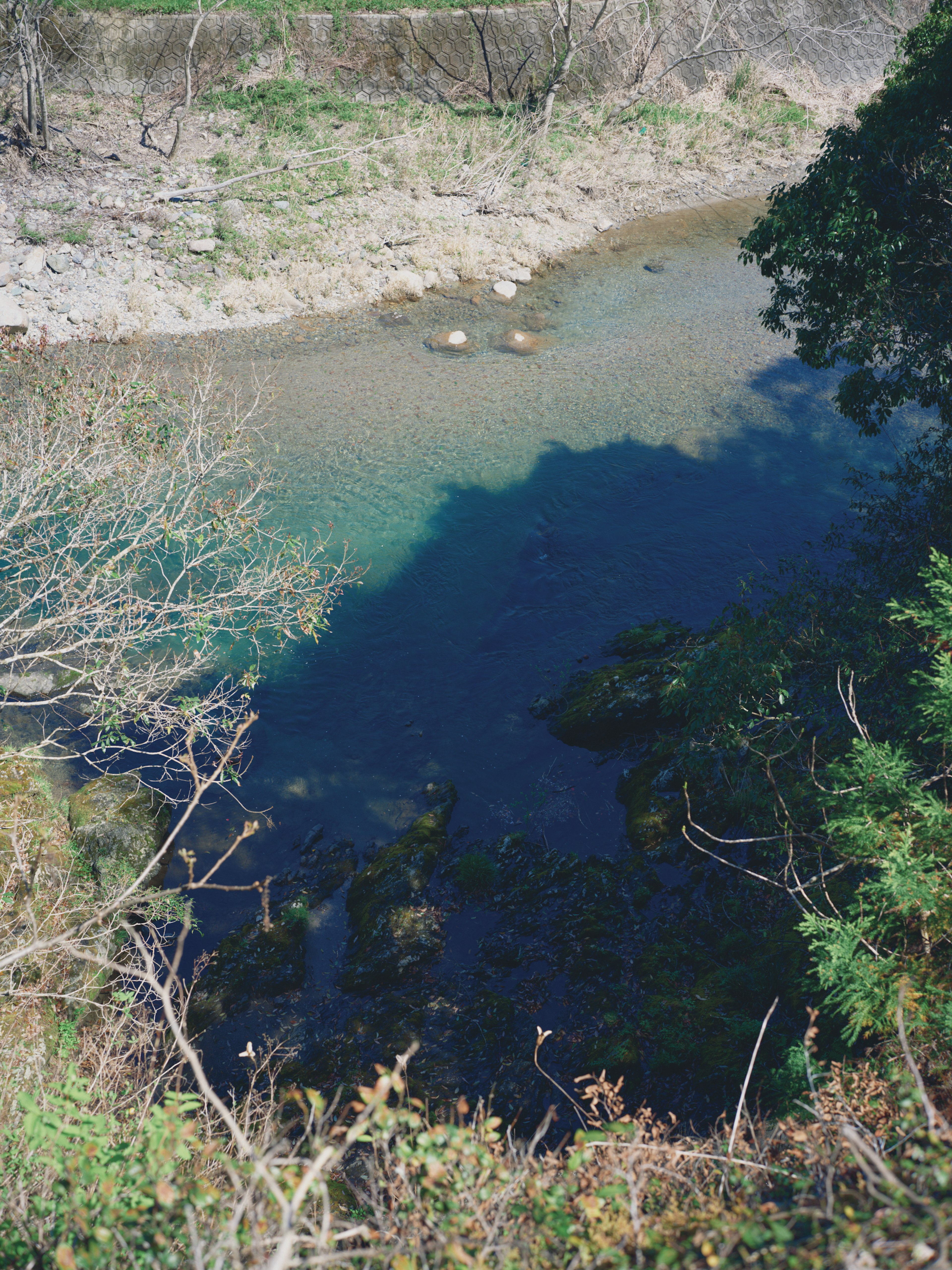 静かな水辺の風景で、透明な水と周囲の木々が映し出されている