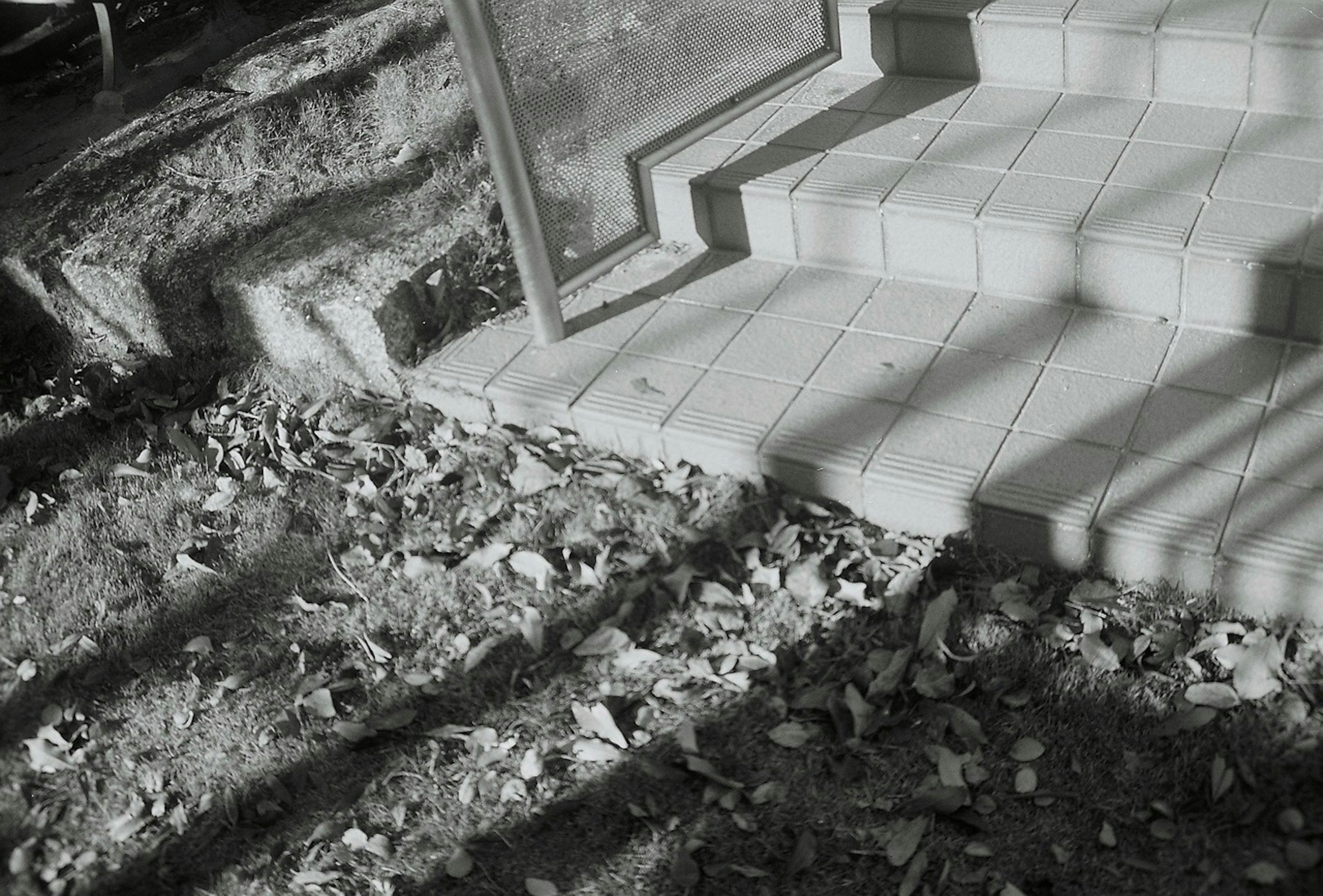 Black and white photo of stairs and fallen leaves