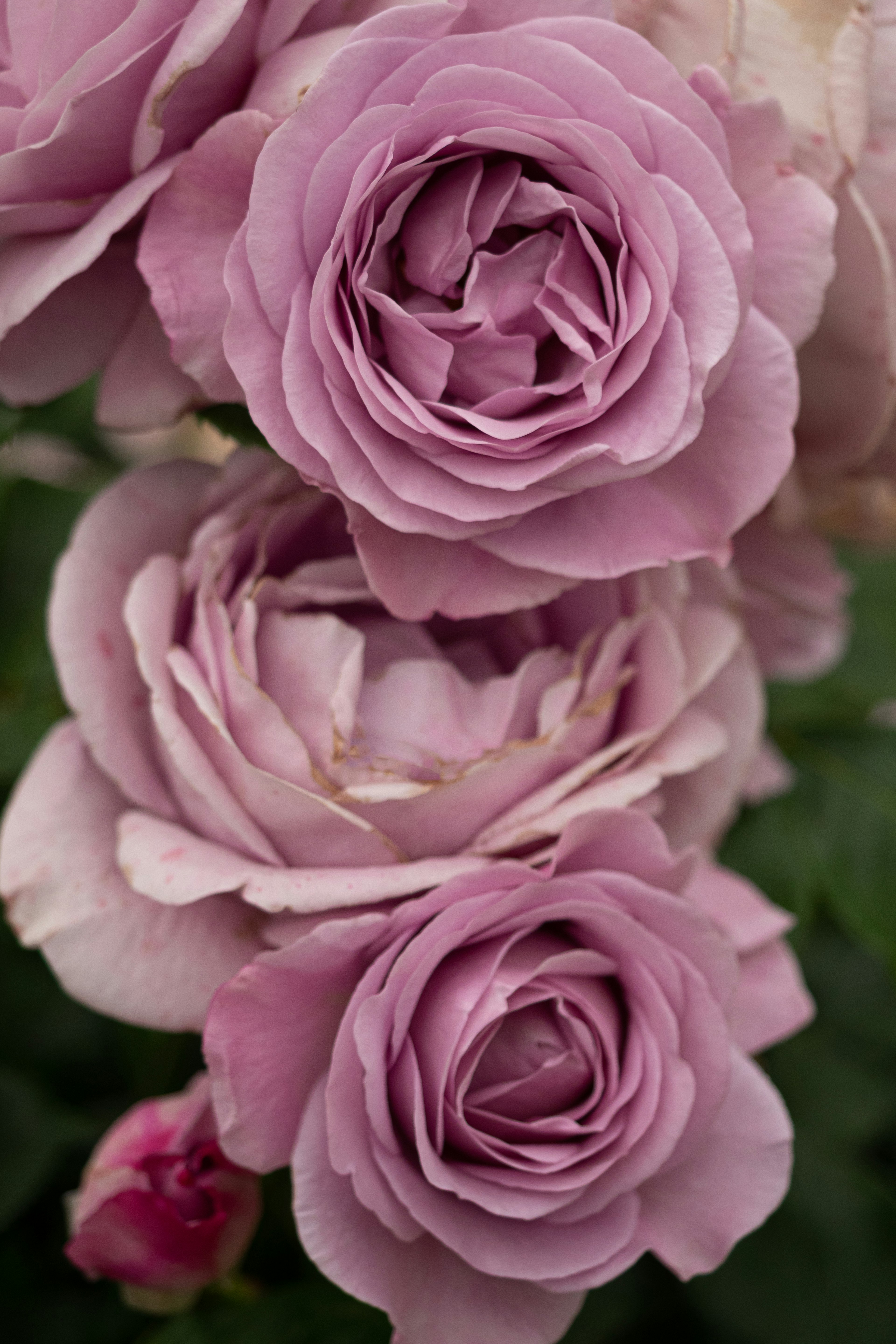 Cluster of soft purple roses in full bloom