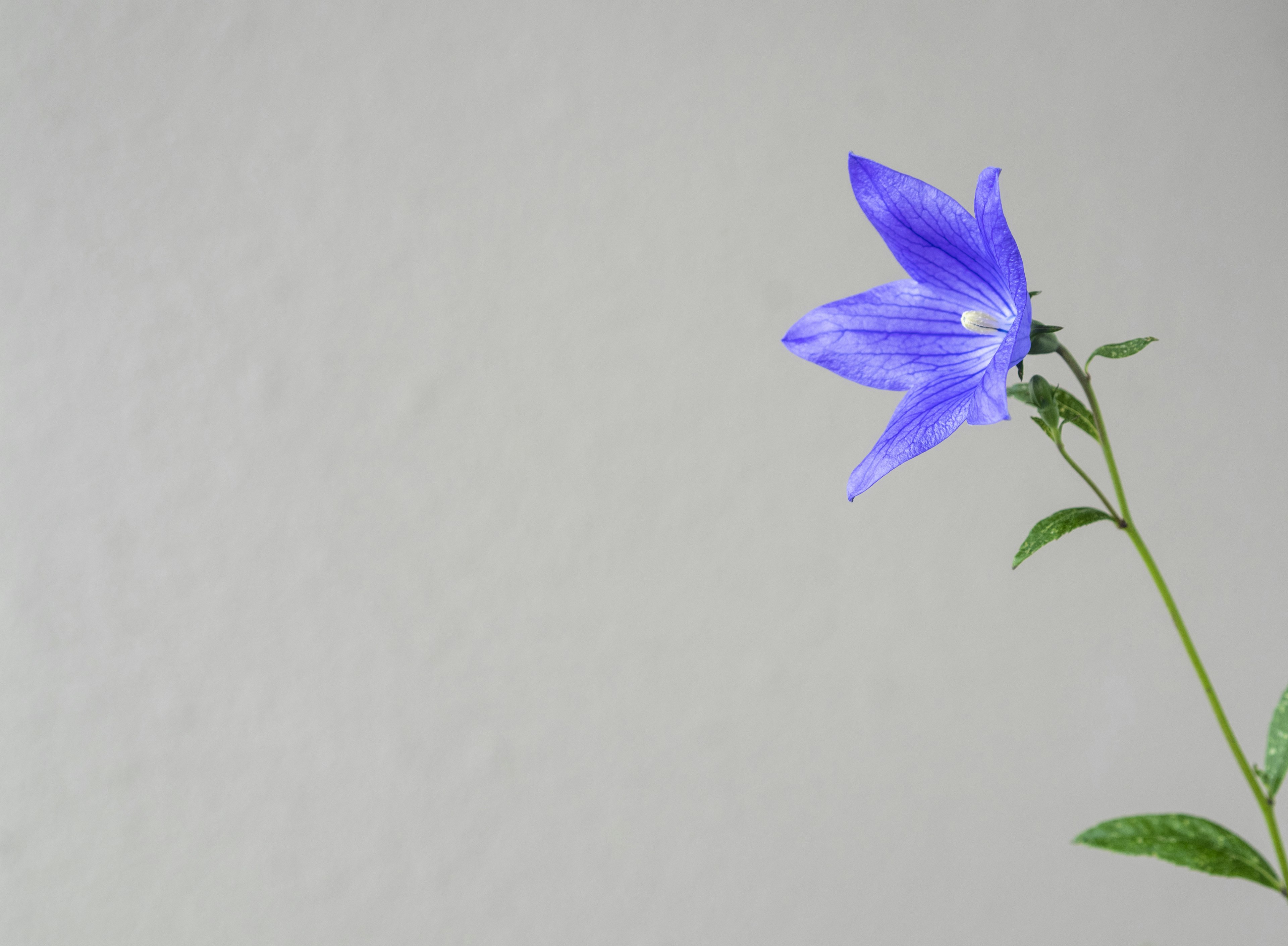 A blue-purple flower stands out against a white background