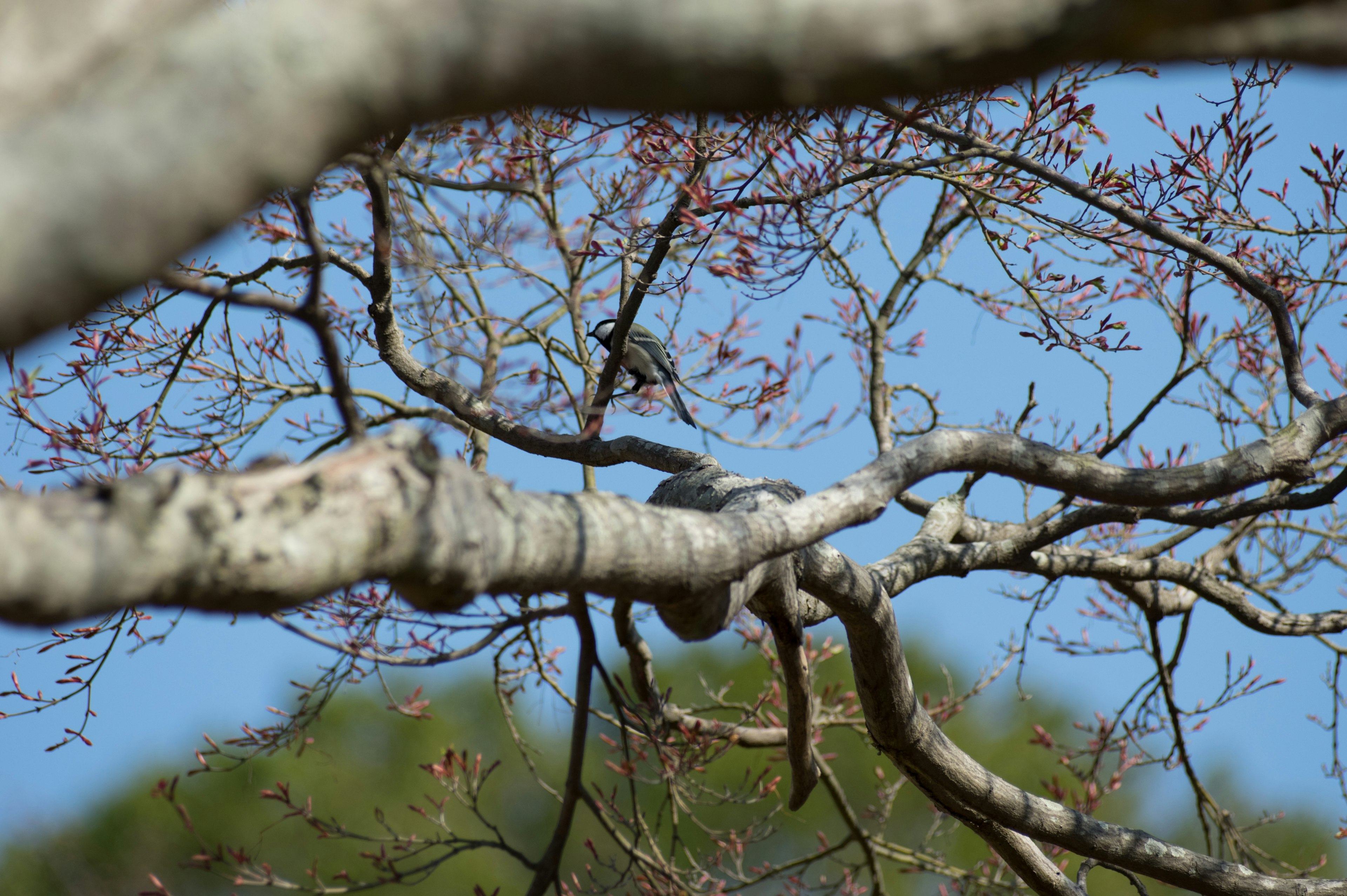 Un oiseau perché sur des branches fines avec un ciel bleu en arrière-plan