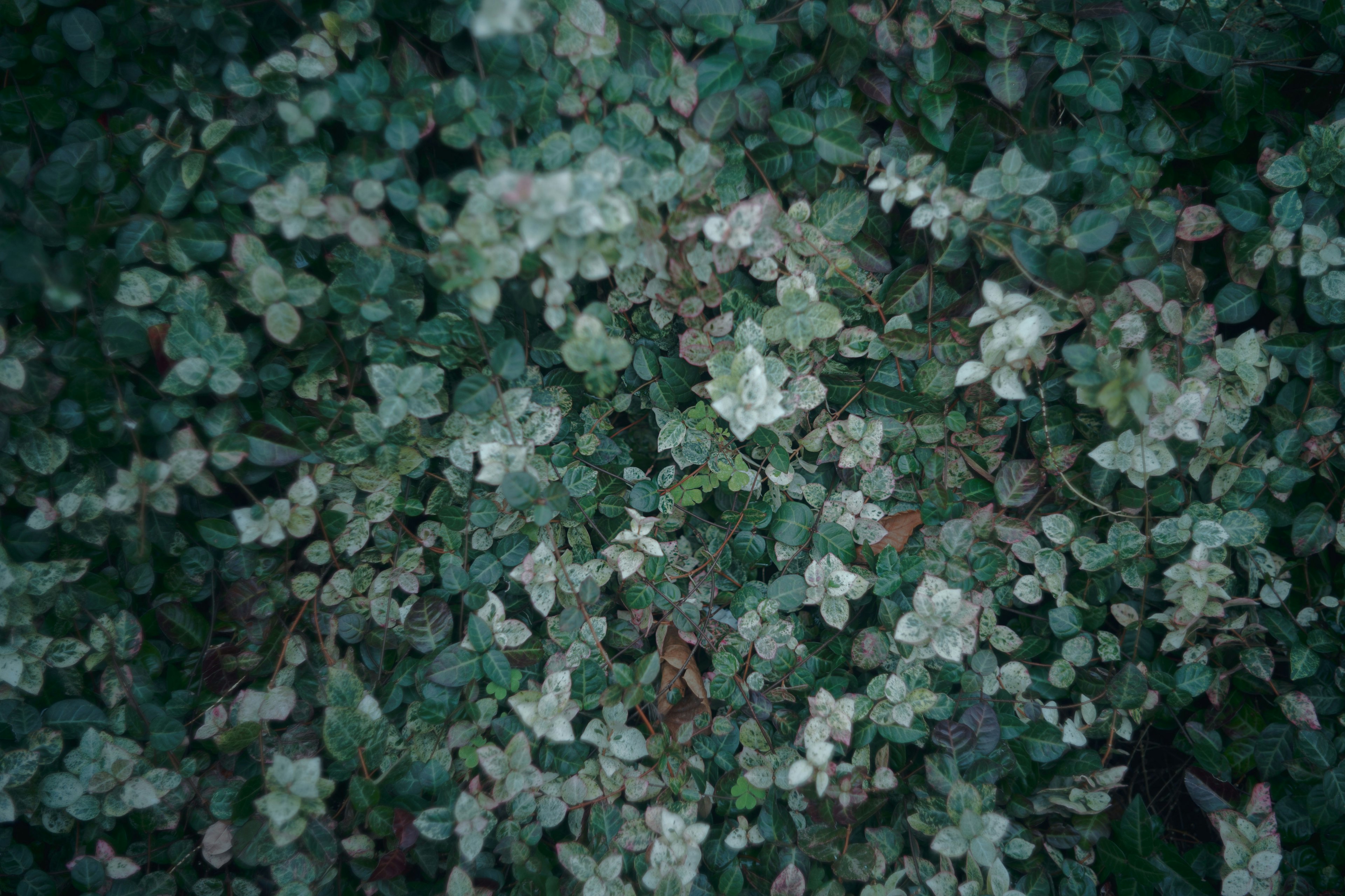 緑色の葉が密集した地面の植物の写真