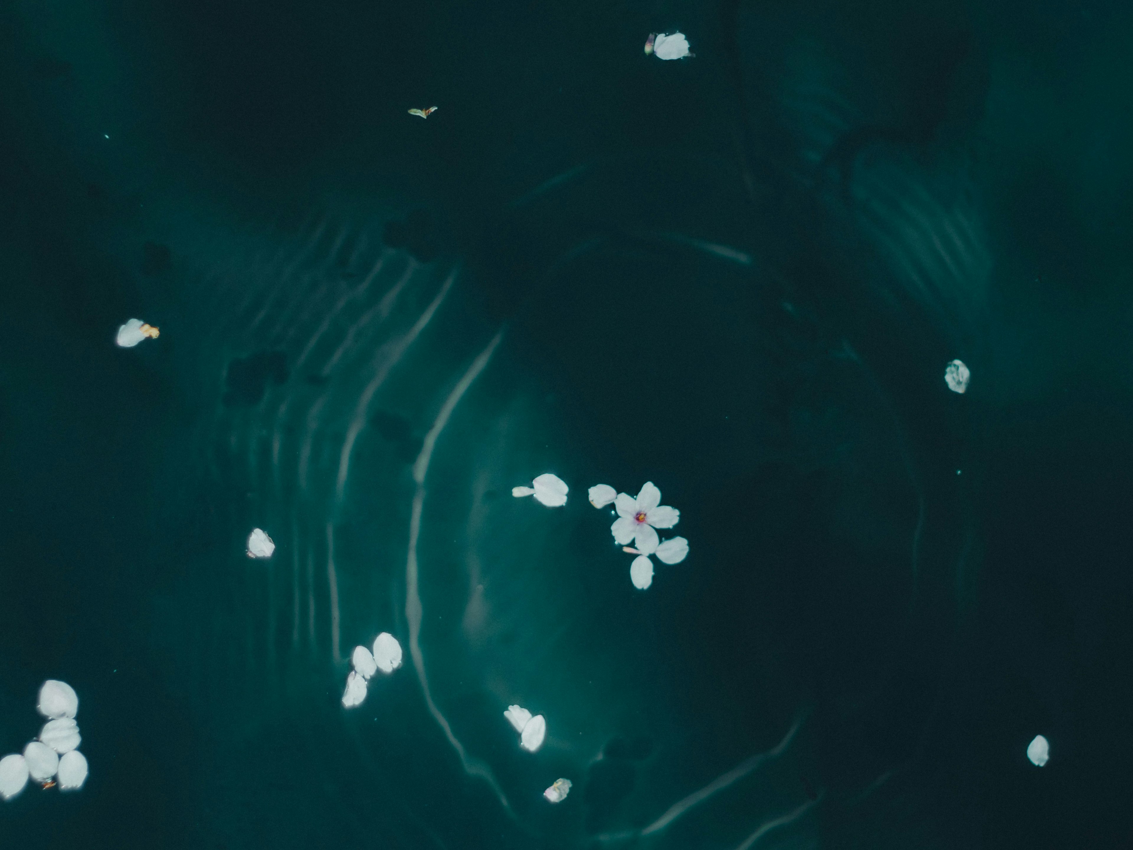 Pétales blancs flottant sur une surface d'eau sombre