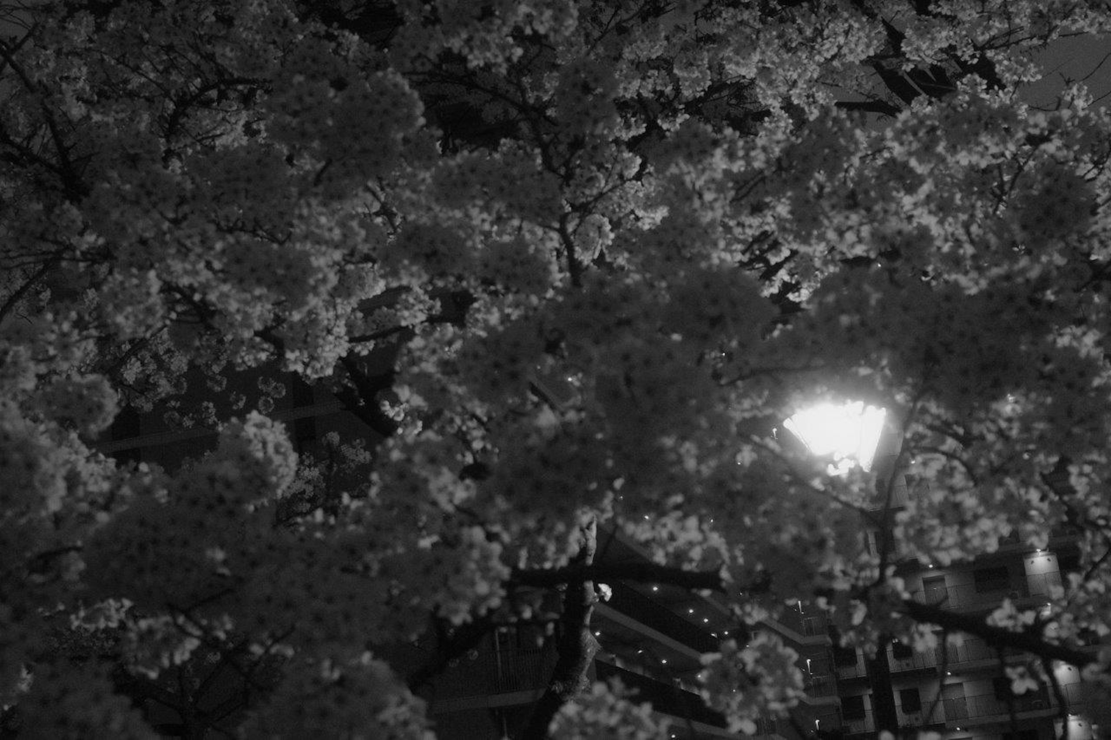 夜の桜の木と街灯が映るモノクロの風景