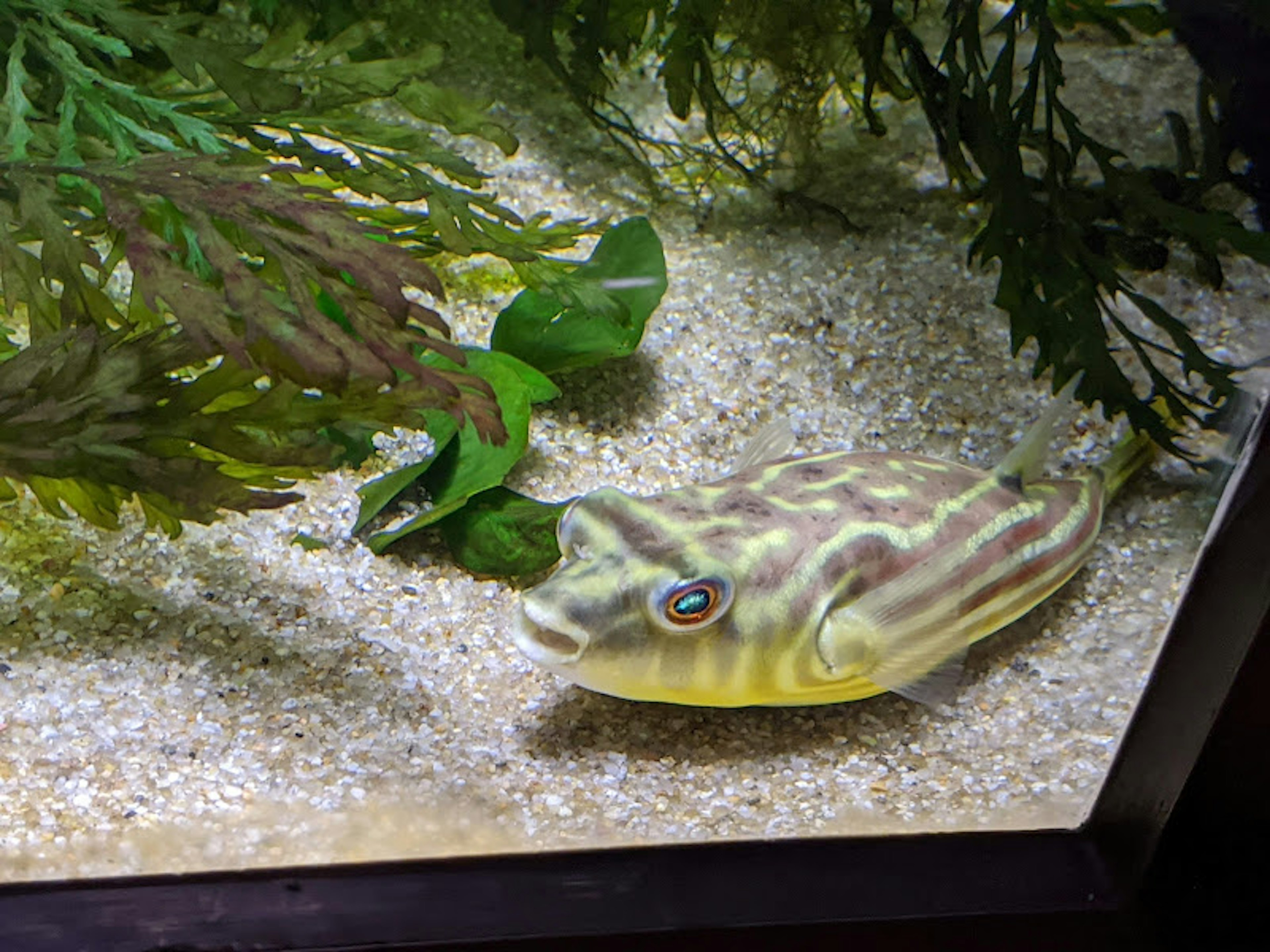 水族館中的彩色魚和水生植物