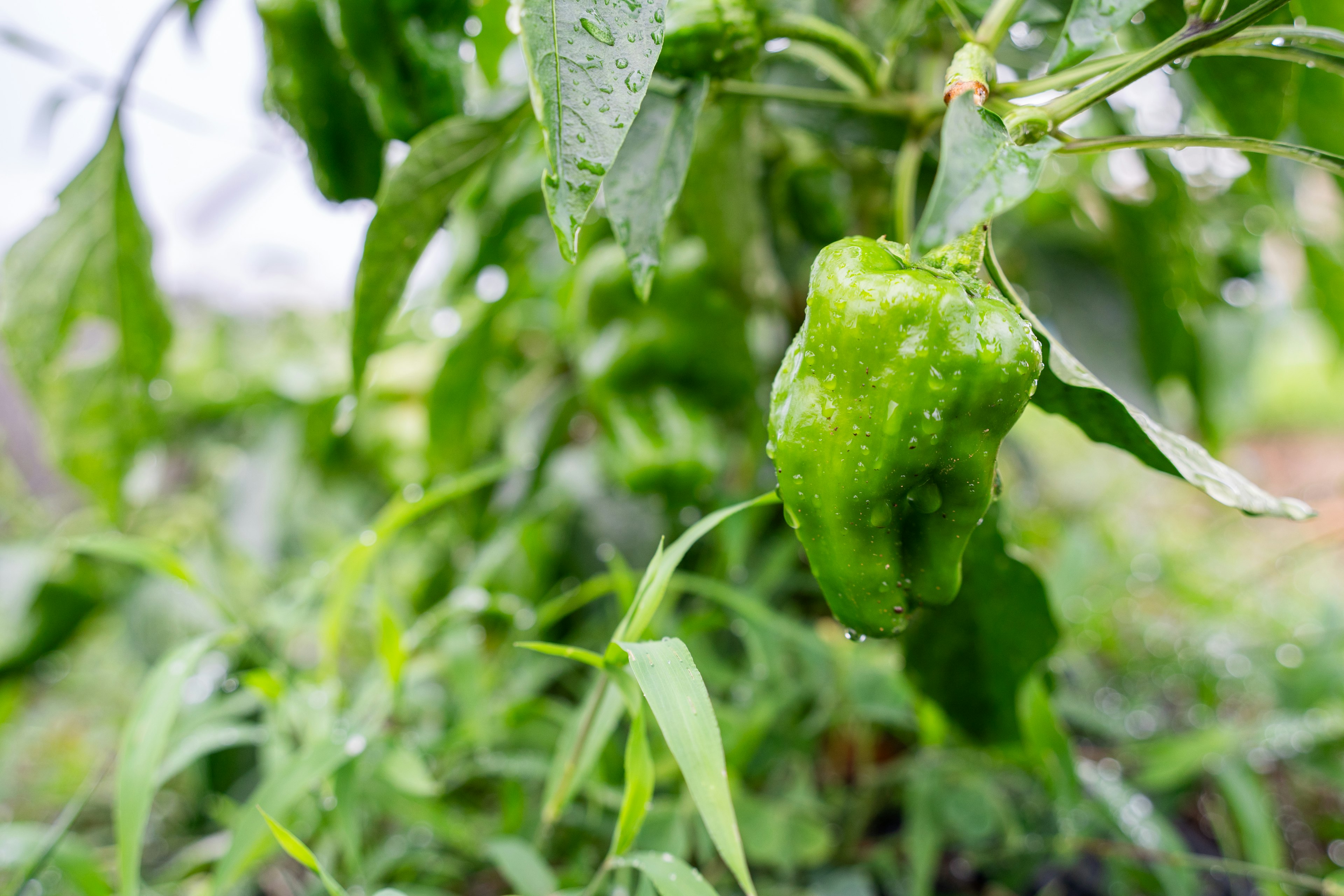 A wet green bell pepper surrounded by leaves