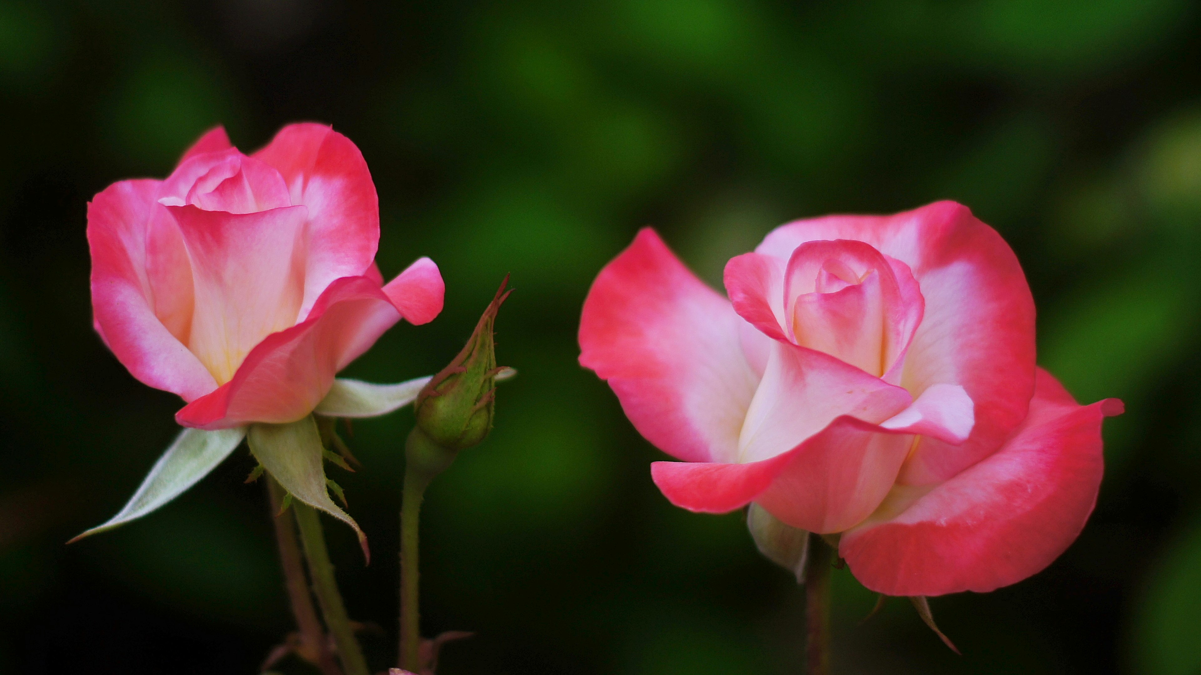 Zwei rosa Rosen blühen vor einem grünen Hintergrund