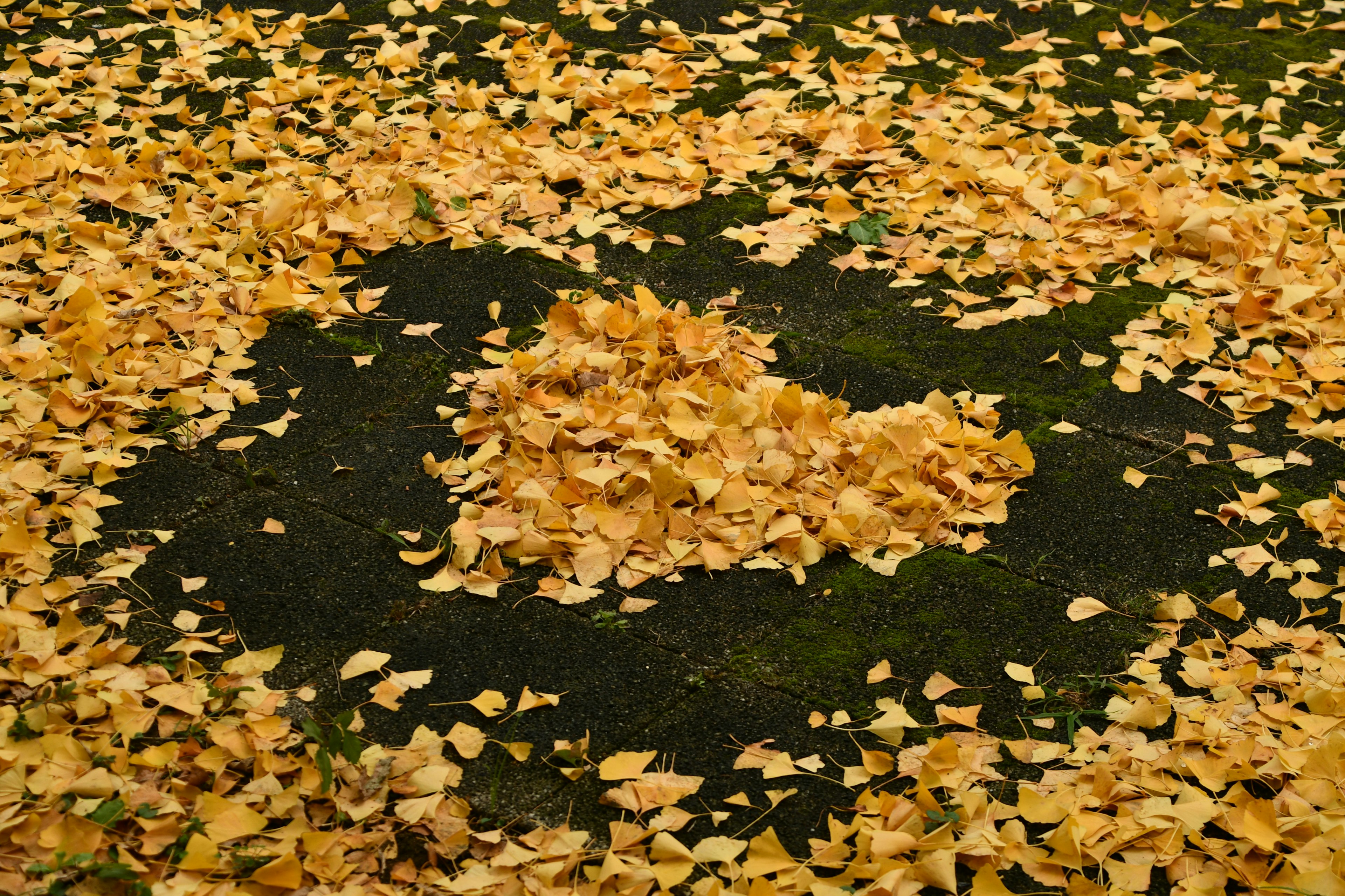 Gelbe Blätter in Herzform auf dem Boden im Herbst angeordnet