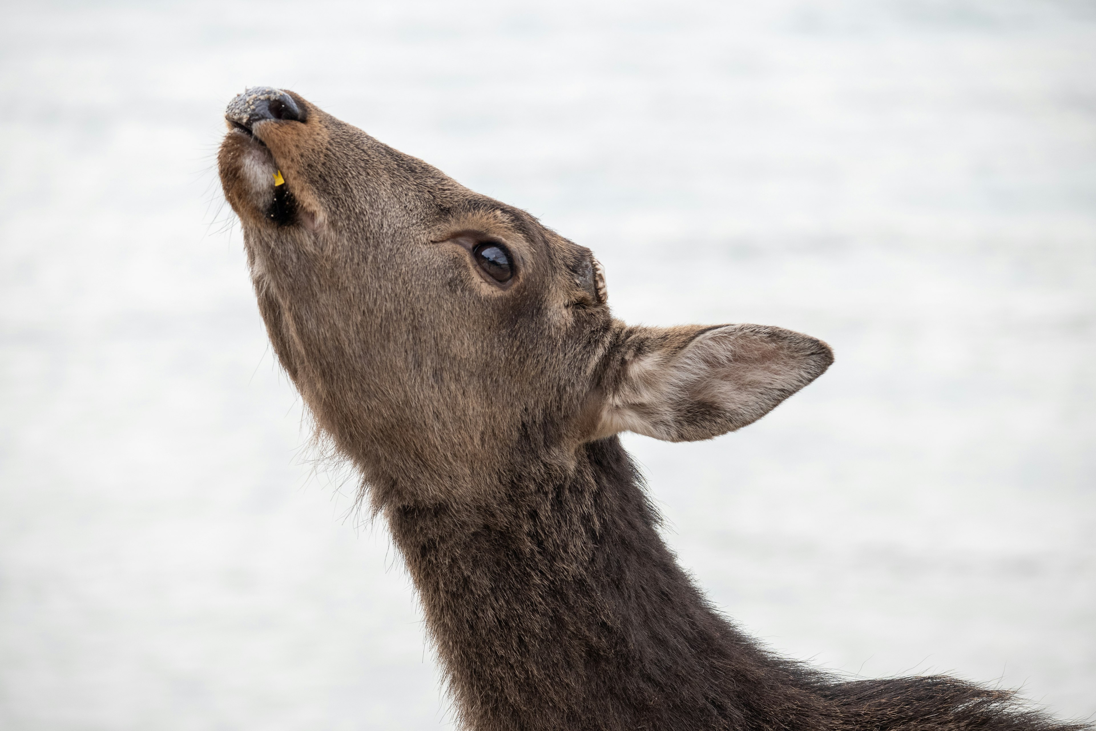 Gros plan sur un cerf levant la tête