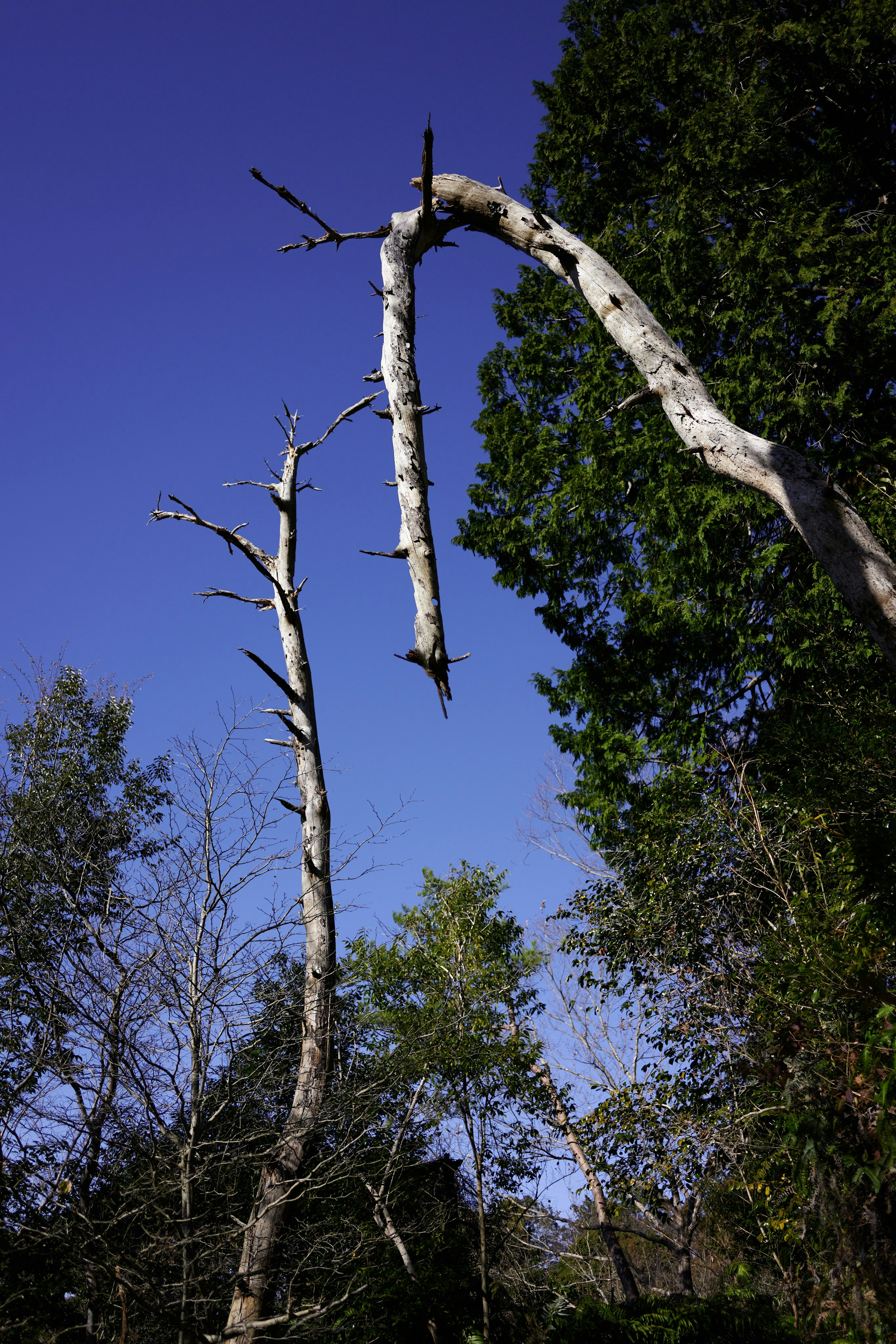 Tronc d'arbre blanc courbé sous un ciel bleu avec un feuillage vert