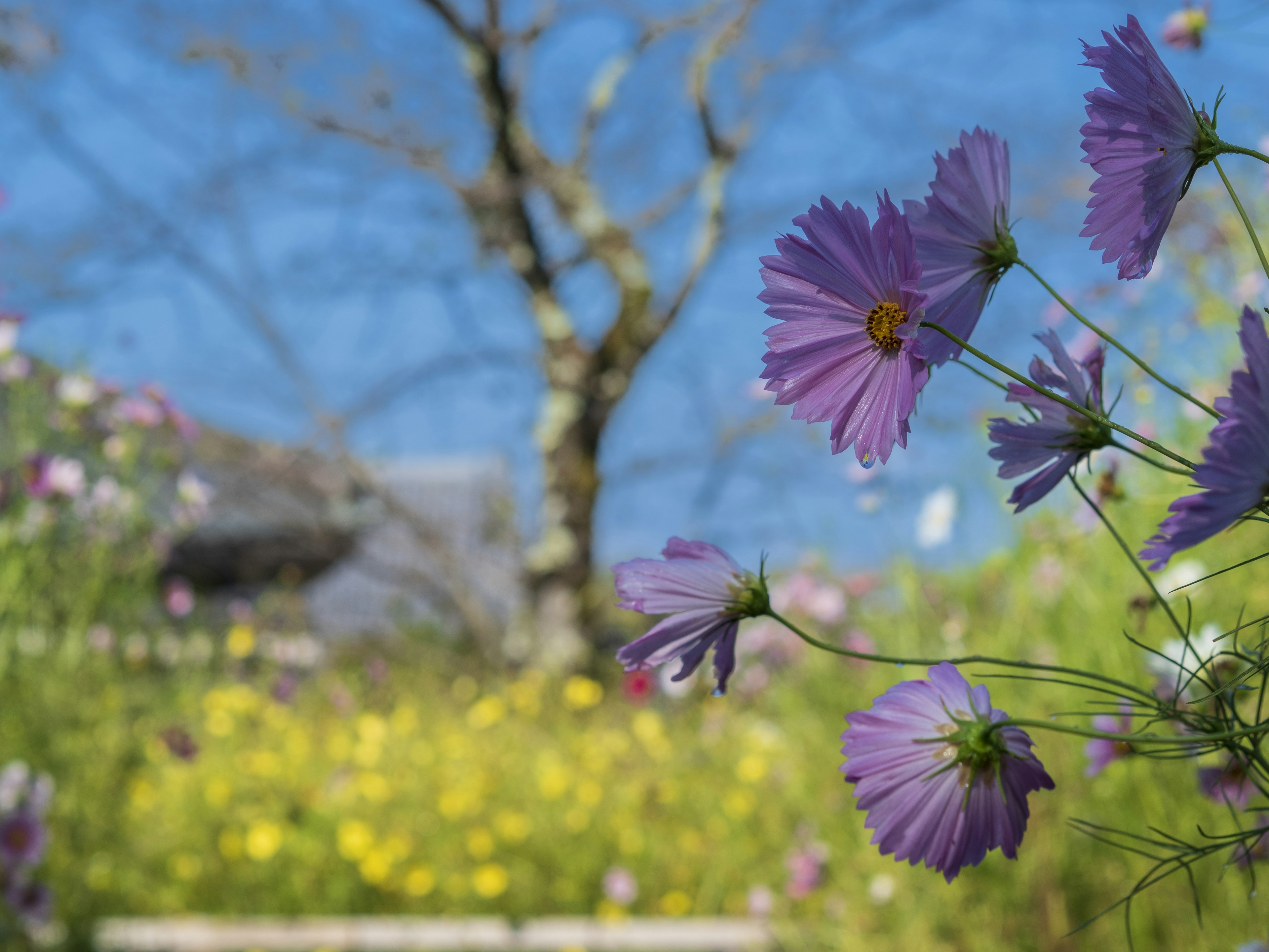 Eine schöne Landschaft mit lila und gelben Blumen