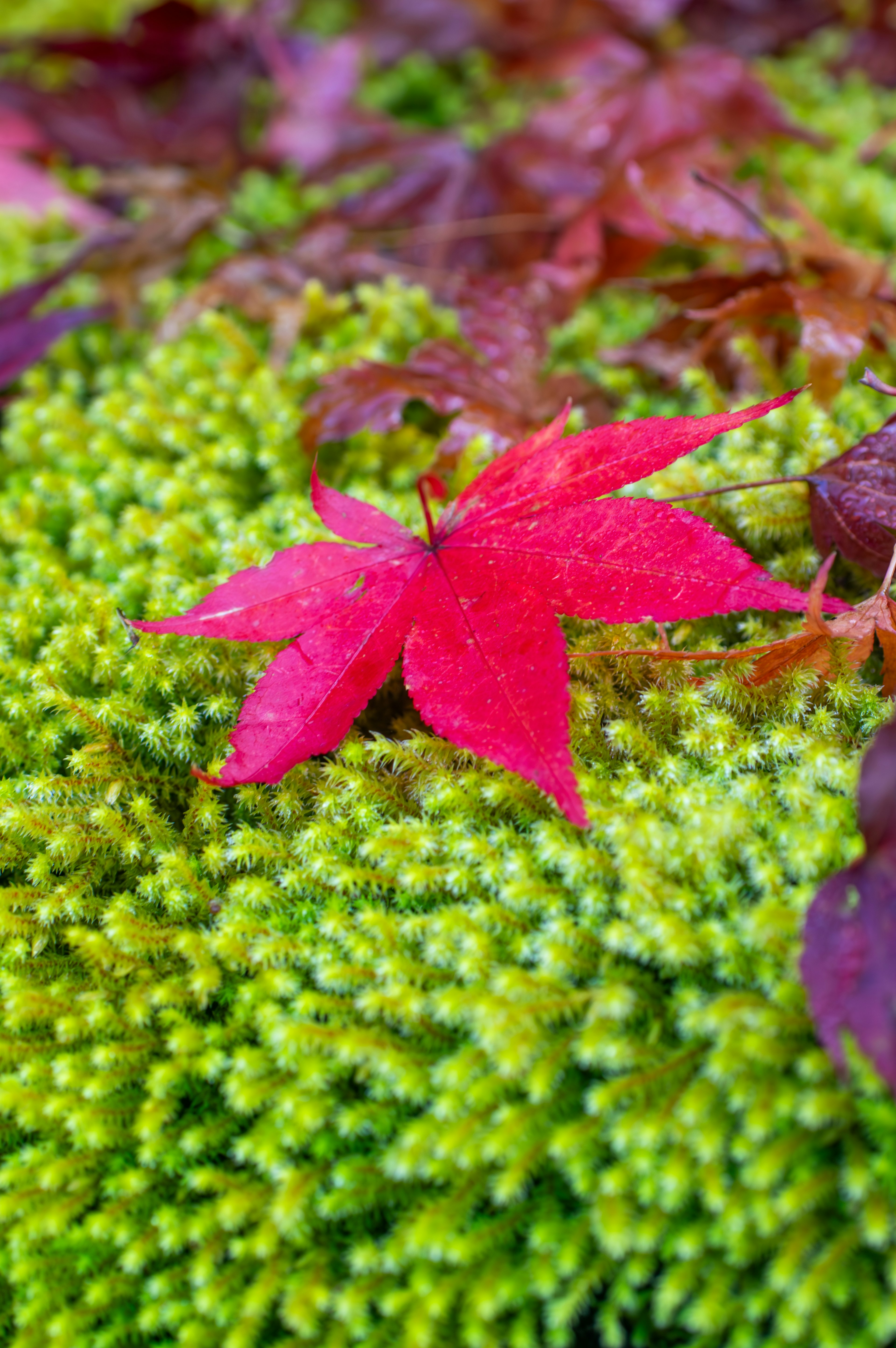 A vibrant red maple leaf resting on lush green moss