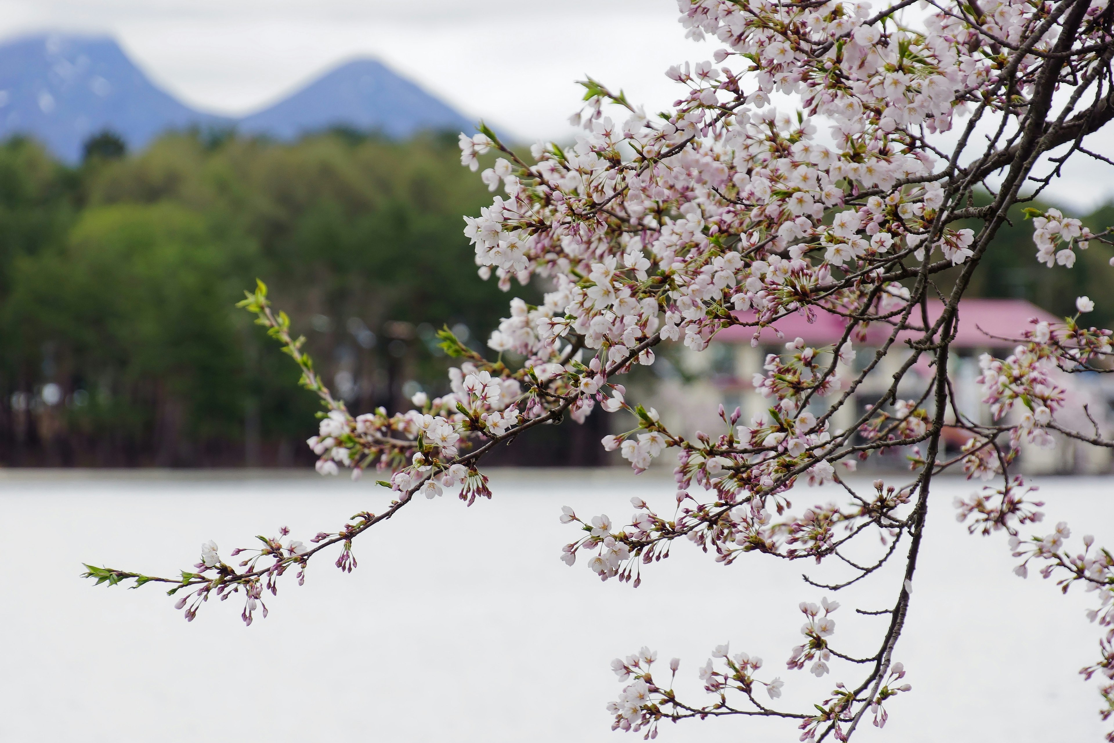 湖のほとりに咲く桜の花と背景の山々