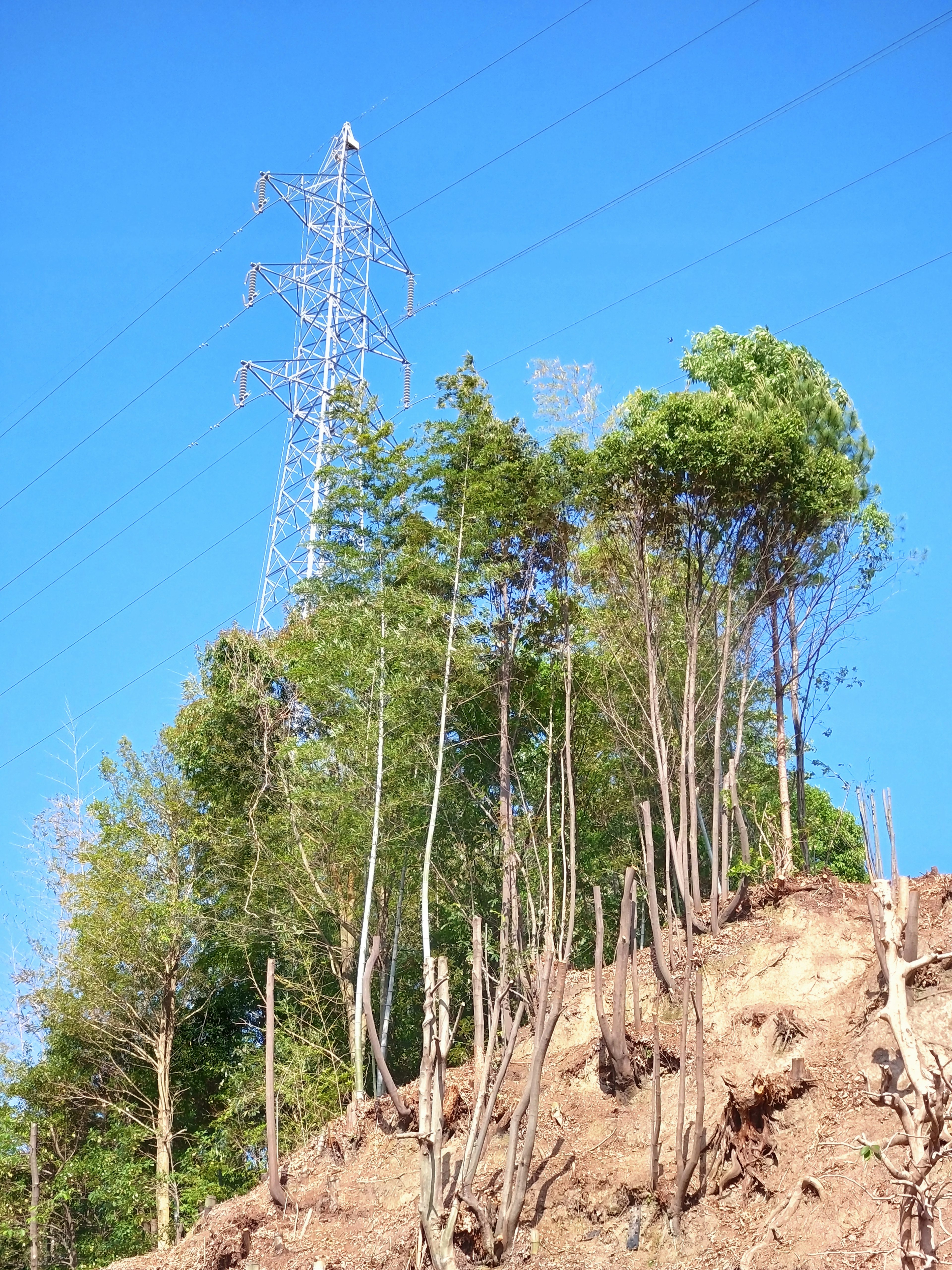 High voltage power line tower amidst trees on a hillside