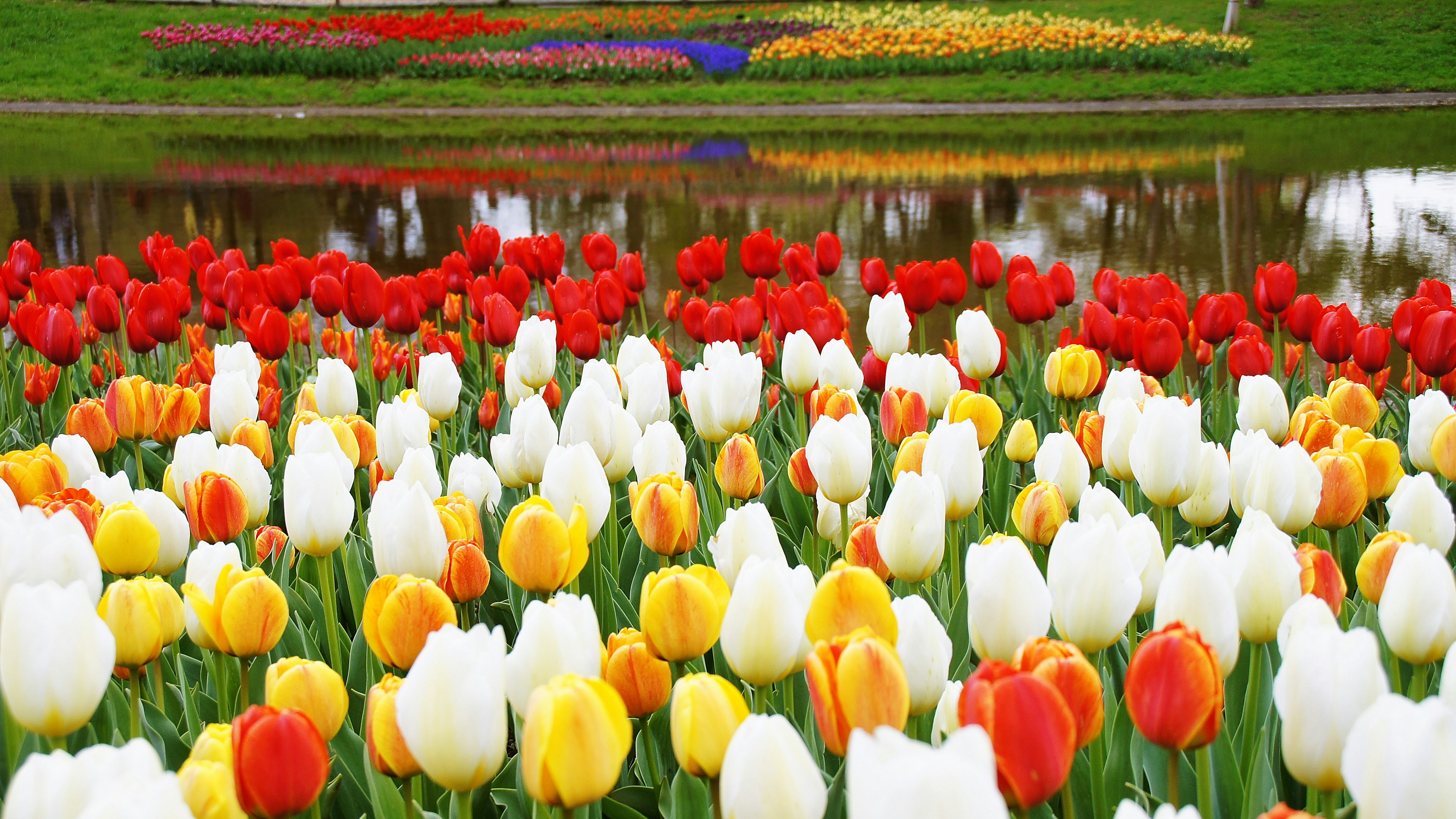 Vibrant garden scene with blooming tulips in red, white, yellow, and orange