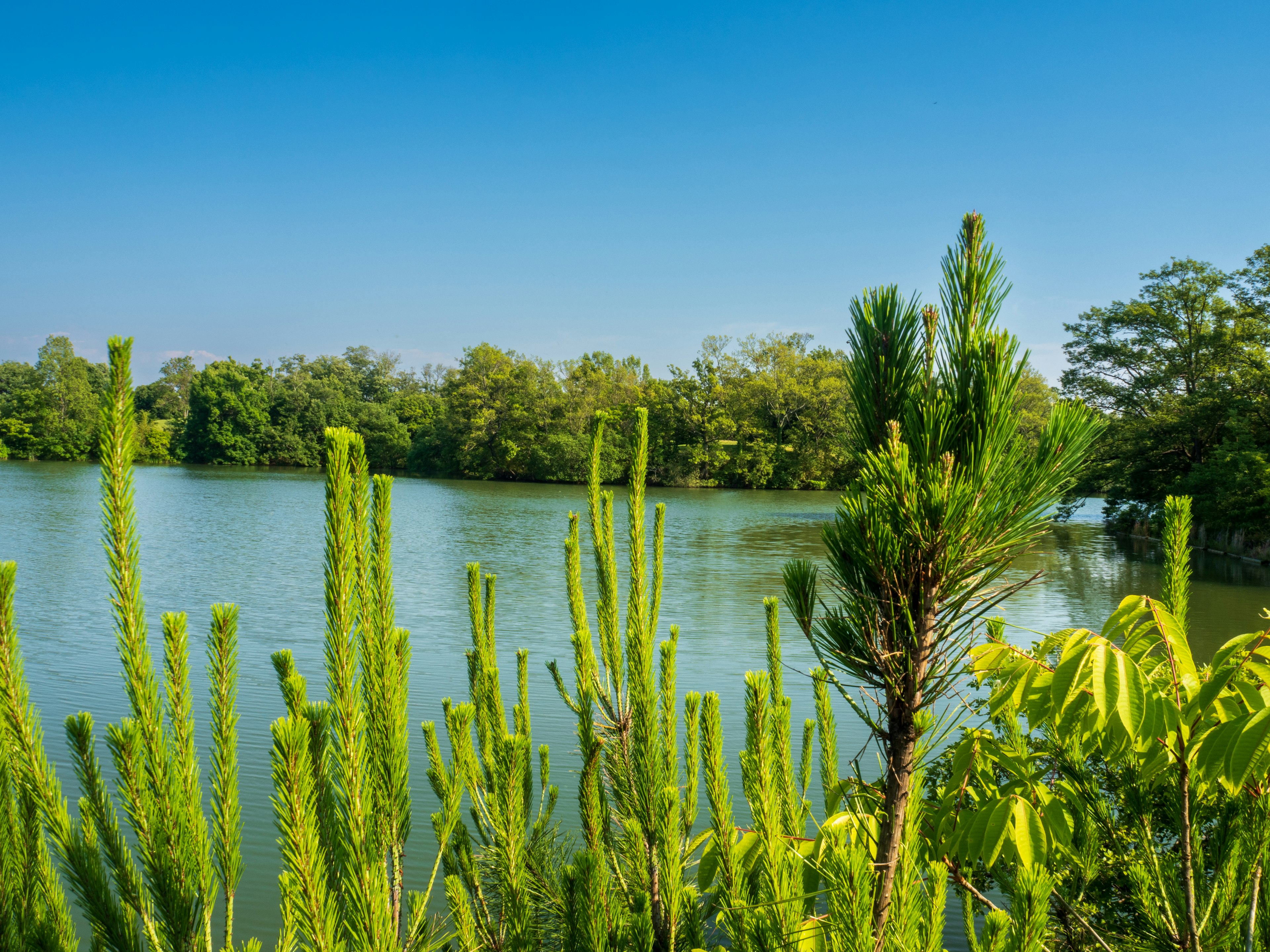 Plantas verdes exuberantes rodeando un lago sereno bajo un cielo azul claro